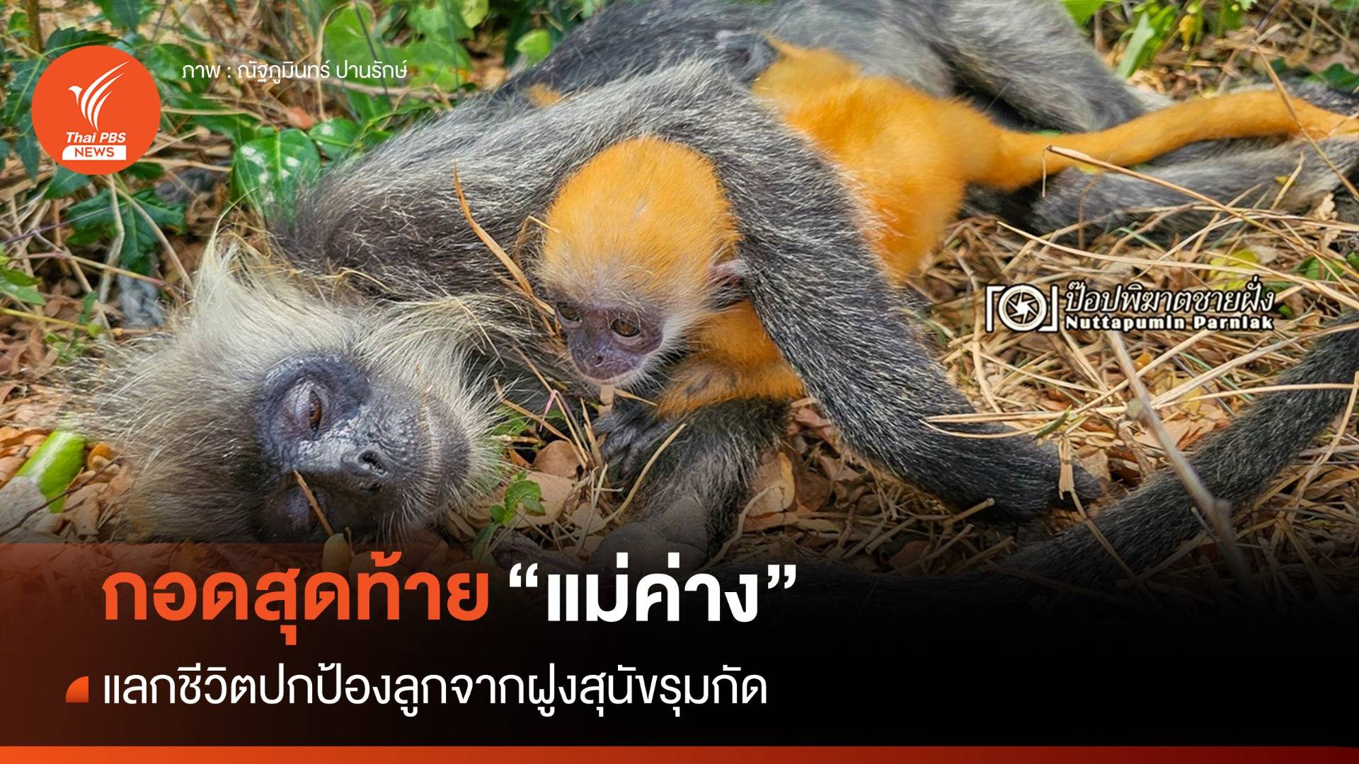 กอดสุดท้าย "แม่ค่าง" แลกชีวิตปกป้องลูกจากฝูงสุนัขรุมกัด