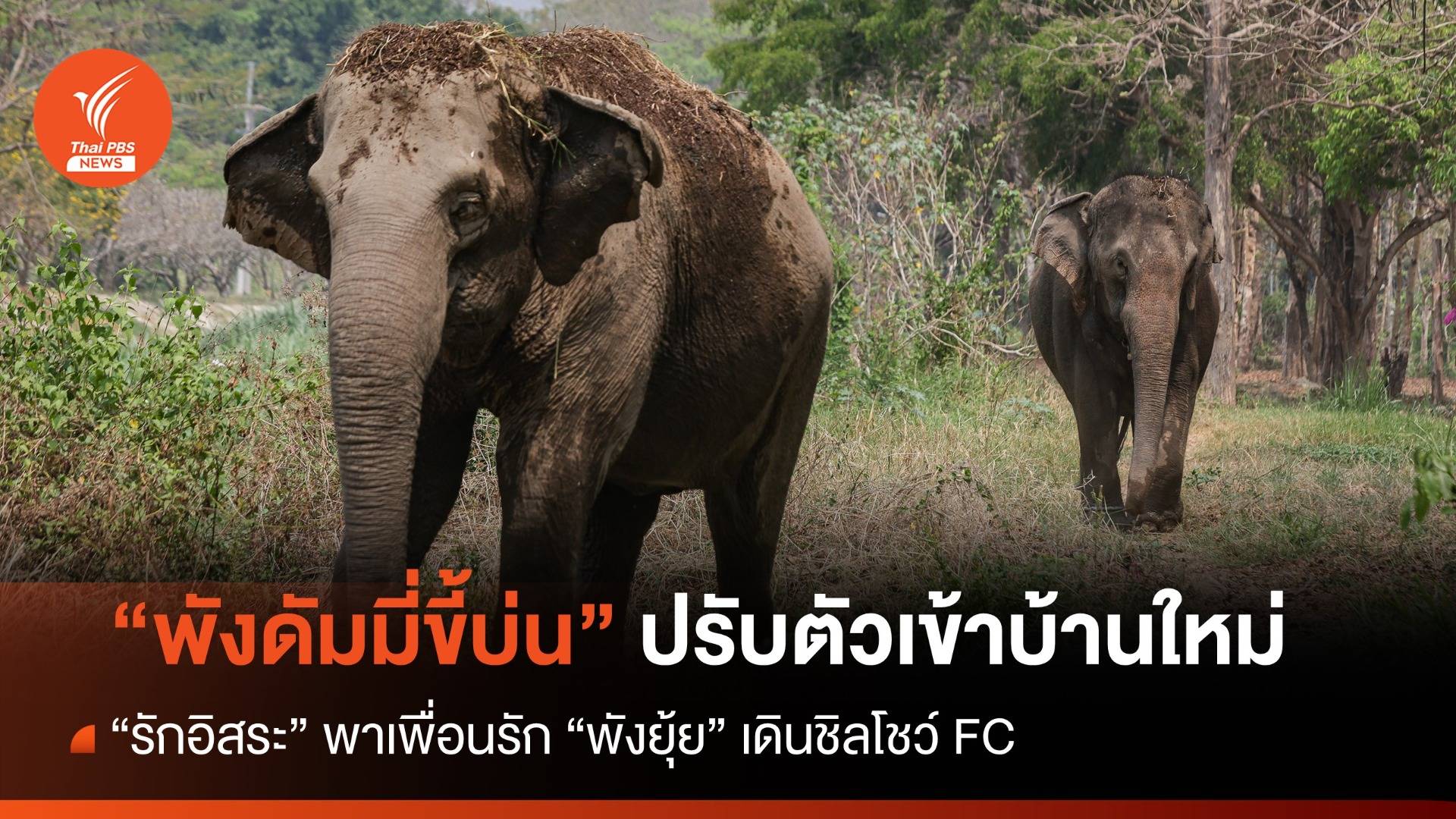 1 เดือน "พังดัมมี่ขี้บ่น" เดินชิลเคียงเพื่อนรักศูนย์ช้างลำปาง