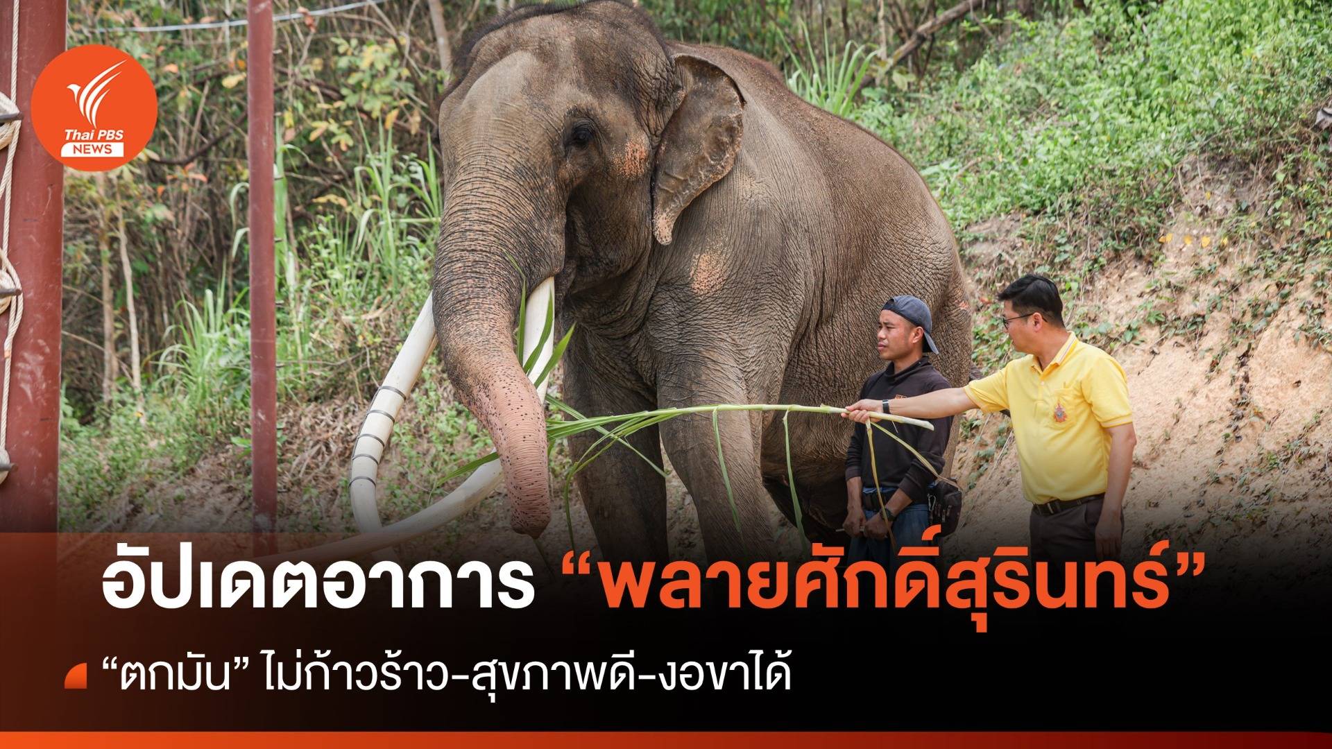 เปิดภาพให้ FC หายคิดถึง “พลายศักดิ์สุรินทร์” ยังตกมัน-สุขภาพดี