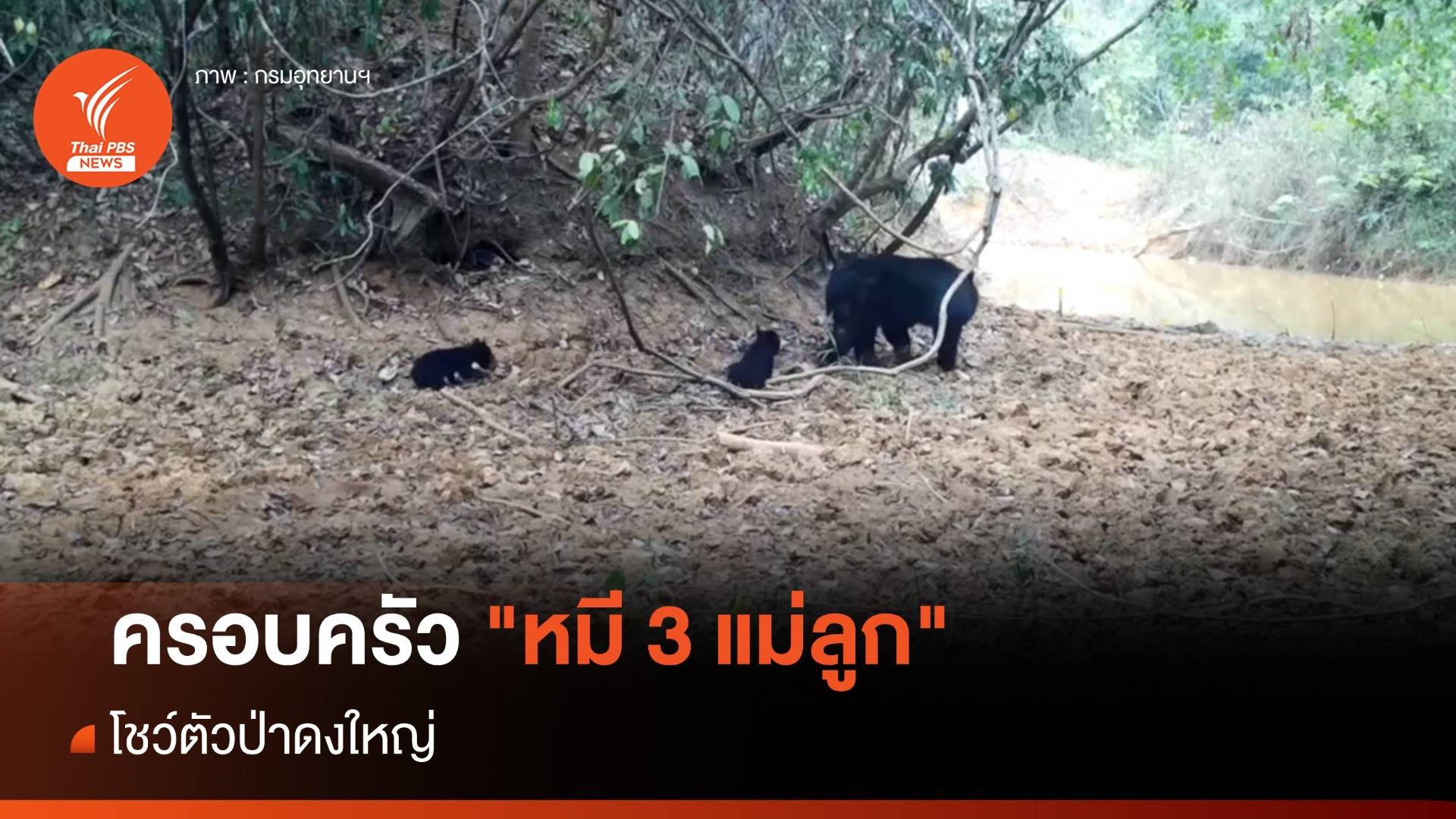 ภาพหายาก ครอบครัว "หมี 3 แม่ลูก" โชว์ตัวป่าดงใหญ่