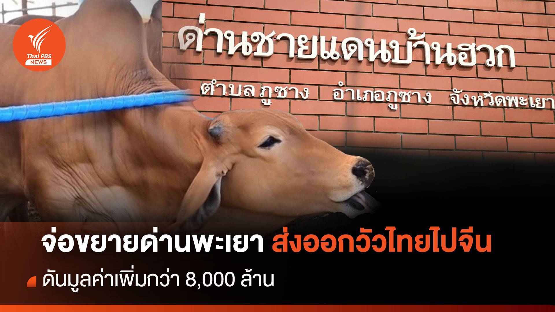 จ่อขยายด่านพะเยา ส่งออกวัวไทยไปจีน ดันมูลค่าเพิ่ม 8,000 ล้าน
