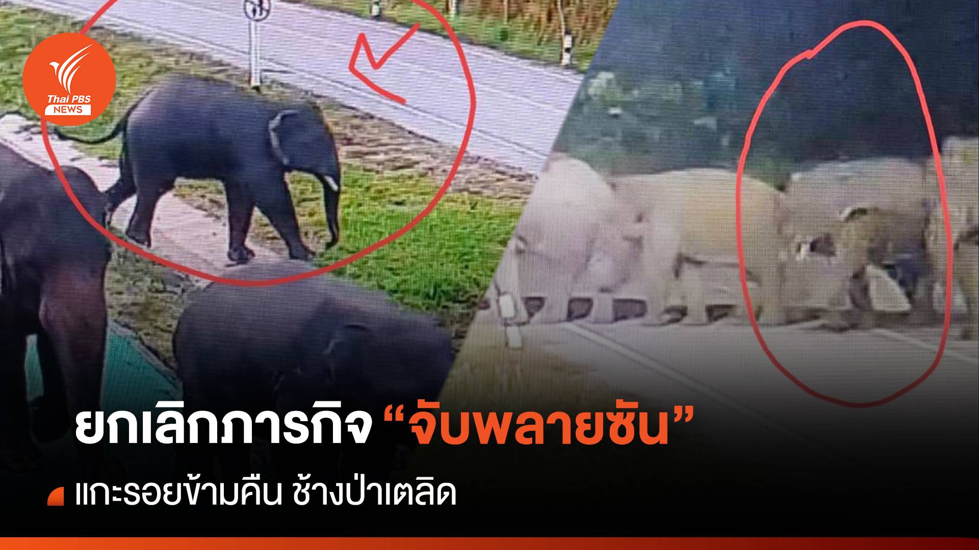 ยกเลิกภารกิจ "จับพลายซัน" แกะรอยข้ามคืน ช้างป่าเตลิด-ปลอกคอ GPS ไม่เสถียร