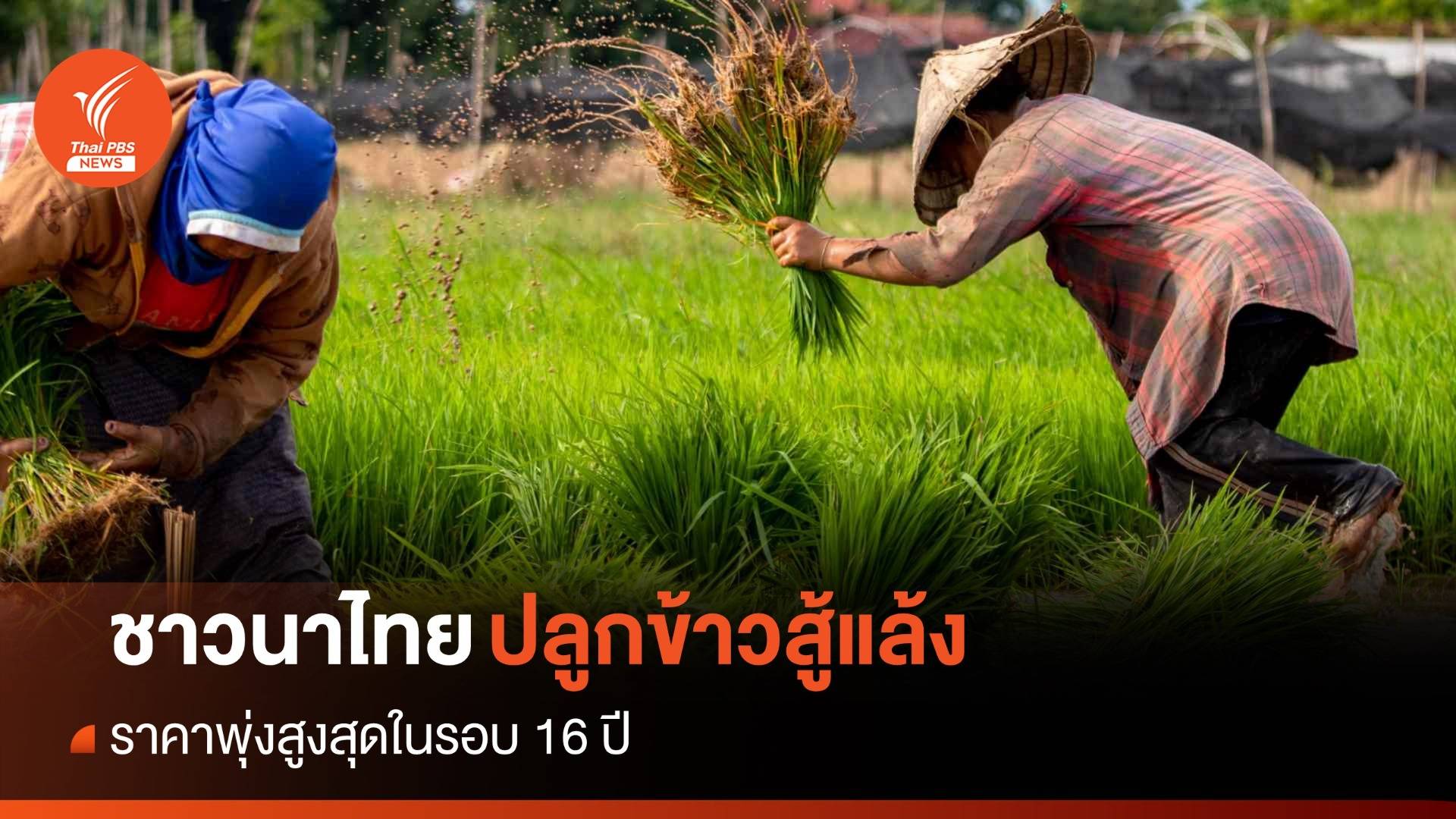 ชาวนาไทยวางแผนปลูกข้าวเพิ่ม ราคาพุ่งสูงในรอบ 16 ปี