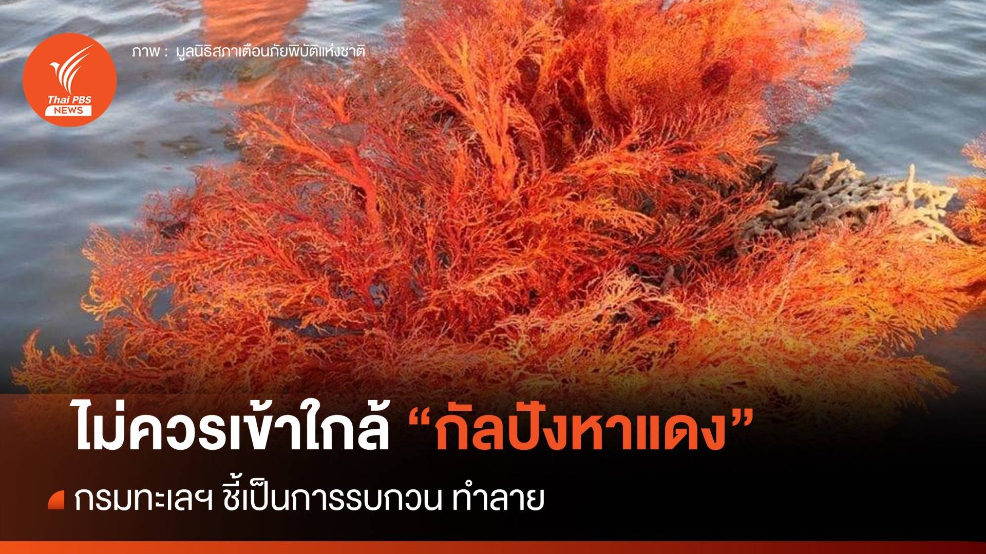 เตือนนักท่องเที่ยวไม่ควรเข้าใกล้ "กัลปังหาแดง" ชี้รบกวน-ทำลาย