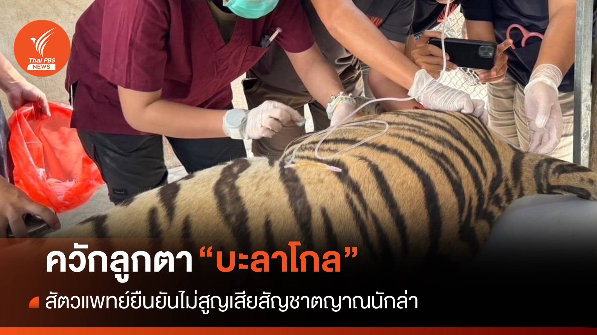 ควักลูกตาเสือโคร่ง "บะลาโกล" หมอยืนยันความเป็นนักล่ายังเต็มเปี่ยม