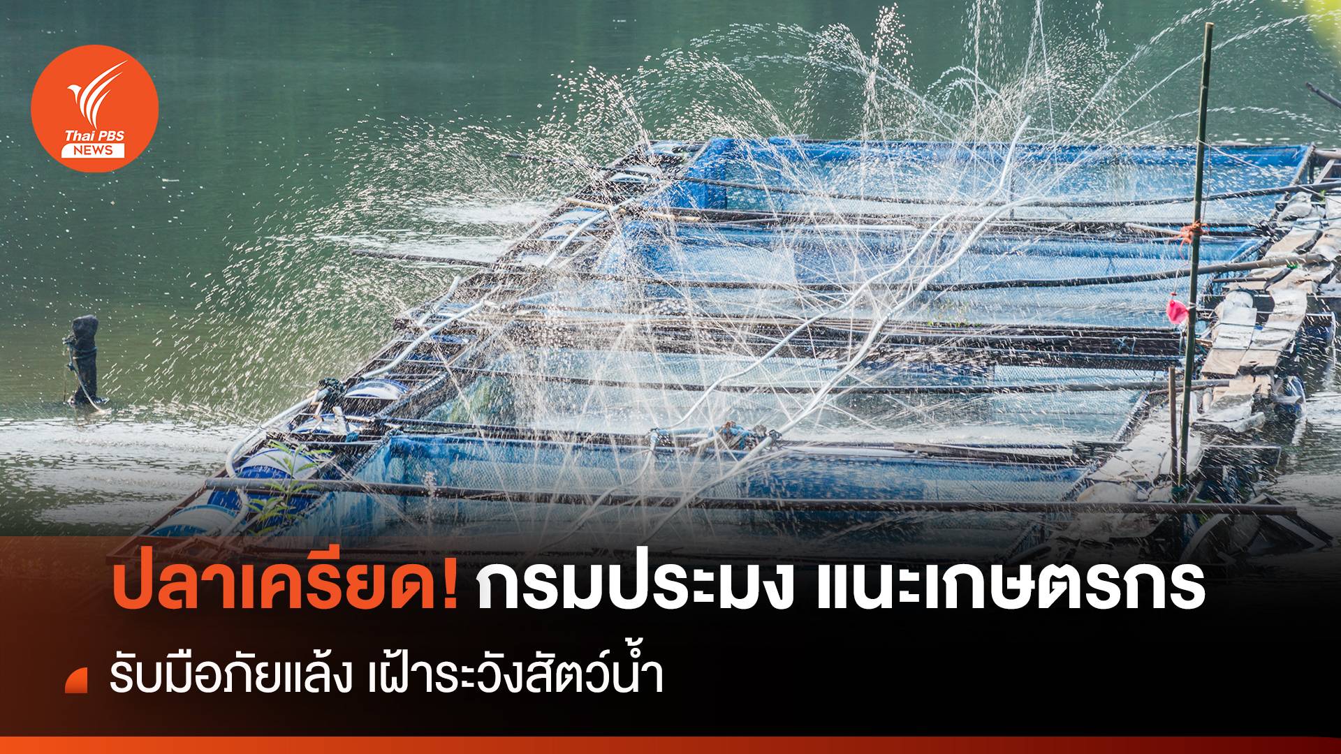 ปลาเครียด ! กรมประมง แนะเกษตรกรรับมือภัยแล้ง เฝ้าระวังสัตว์น้ำ