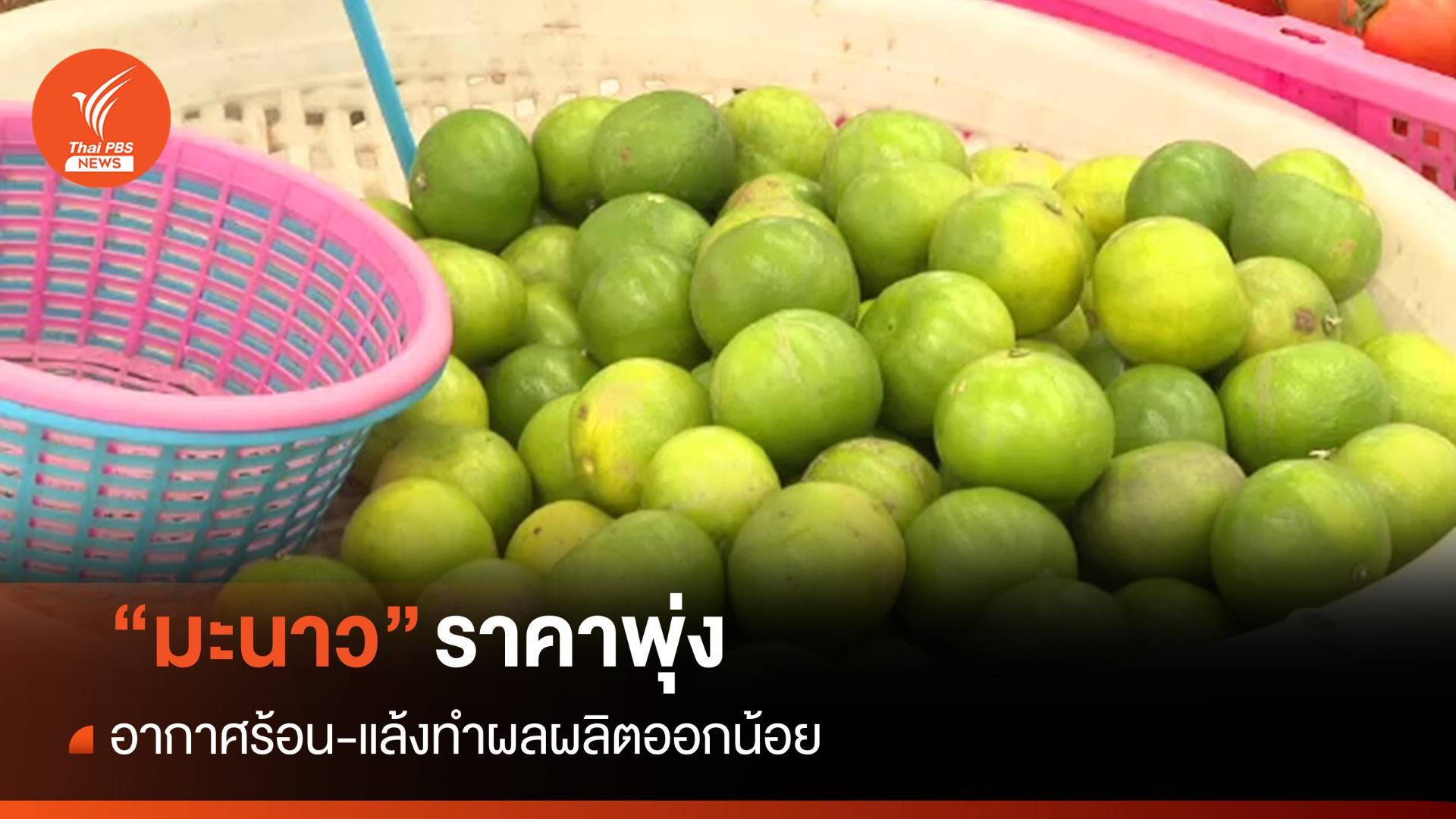 "มะนาว" ราคาพุ่งผลละ 7 บาท อากาศร้อน-แล้งผลผลิตออกน้อย