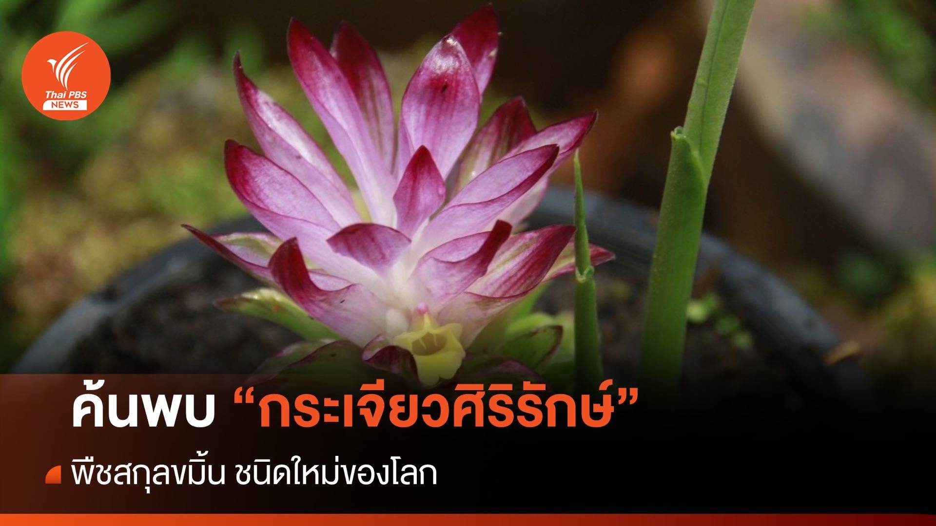 ค้นพบ "กระเจียวศิริรักษ์" พืชสกุลขมิ้น ชนิดใหม่ของโลก