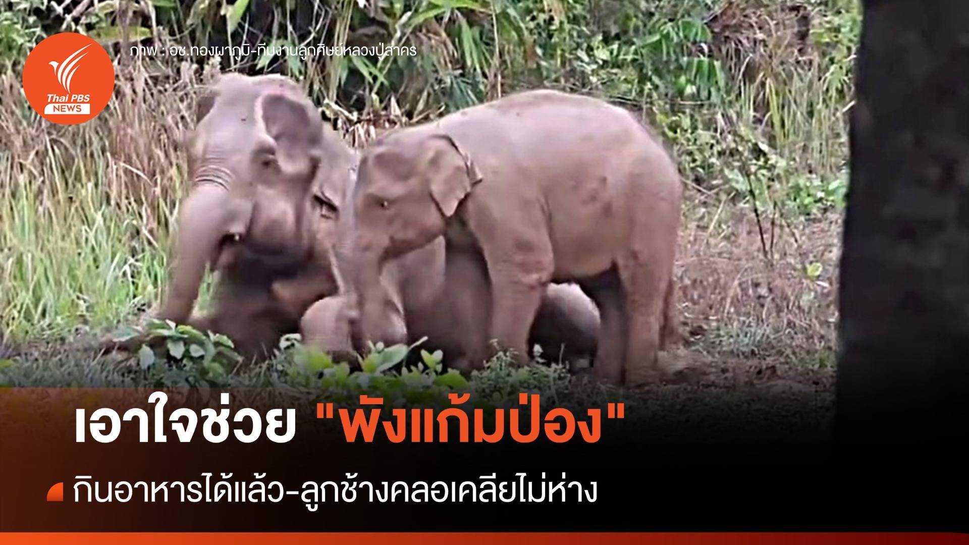 เอาใจช่วย "พังแก้มป่อง" กินอาหารได้แล้ว-ลูกช้างคลอเคลียไม่ห่าง