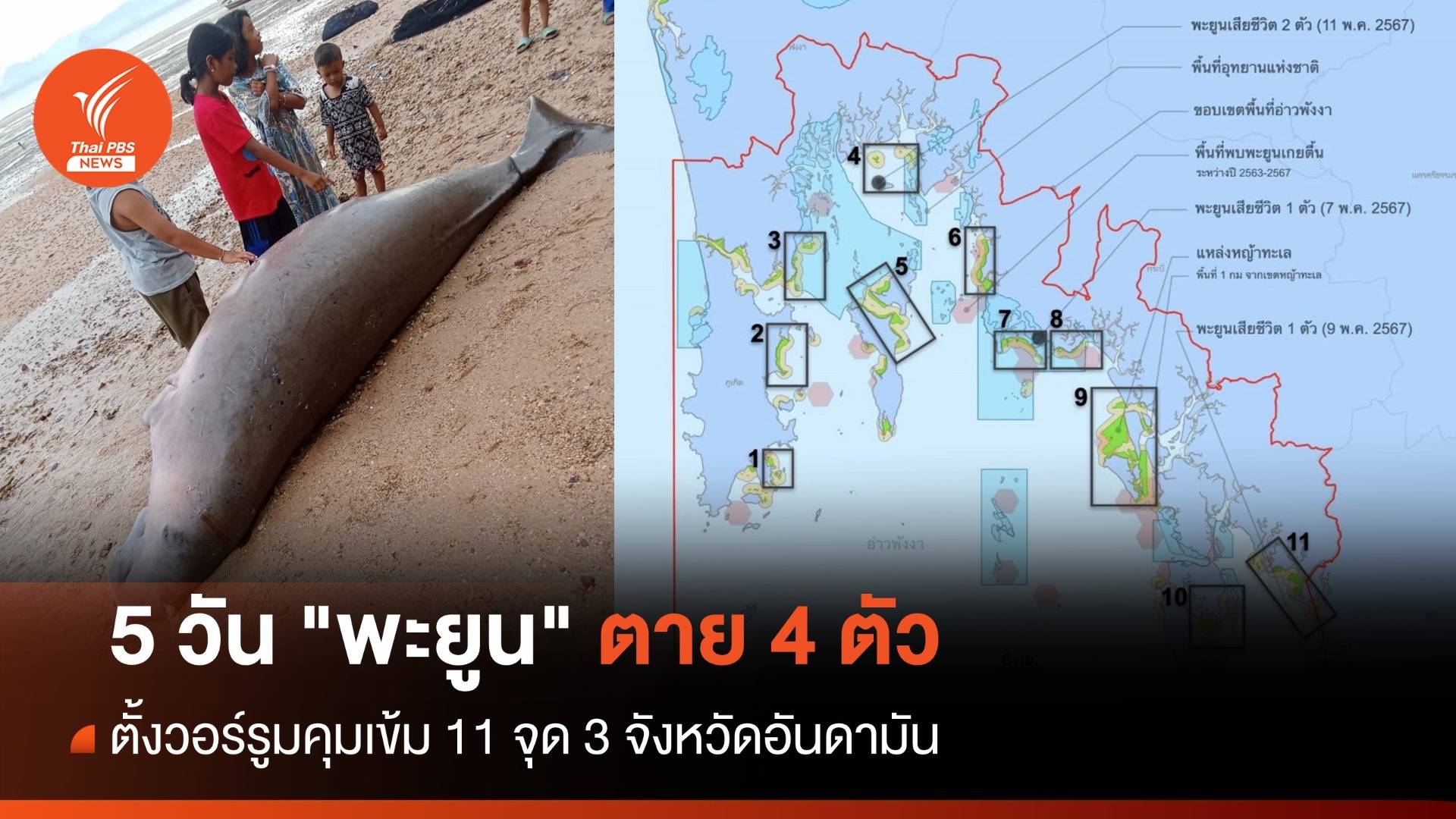 5 วัน "พะยูน" ตาย 4 ตัว ตั้งวอร์รูมคุมเข้ม 11 จุด 3 จังหวัดอันดามัน