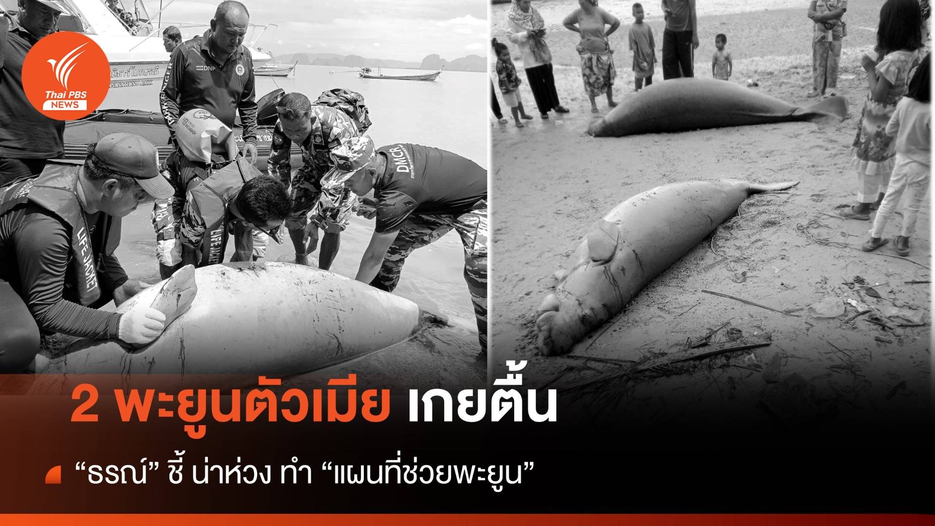 2 พะยูนตัวเมีย เกยตื้น ที่ชายหาดเกาะหมากน้อย เร่งหาสาเหตุ