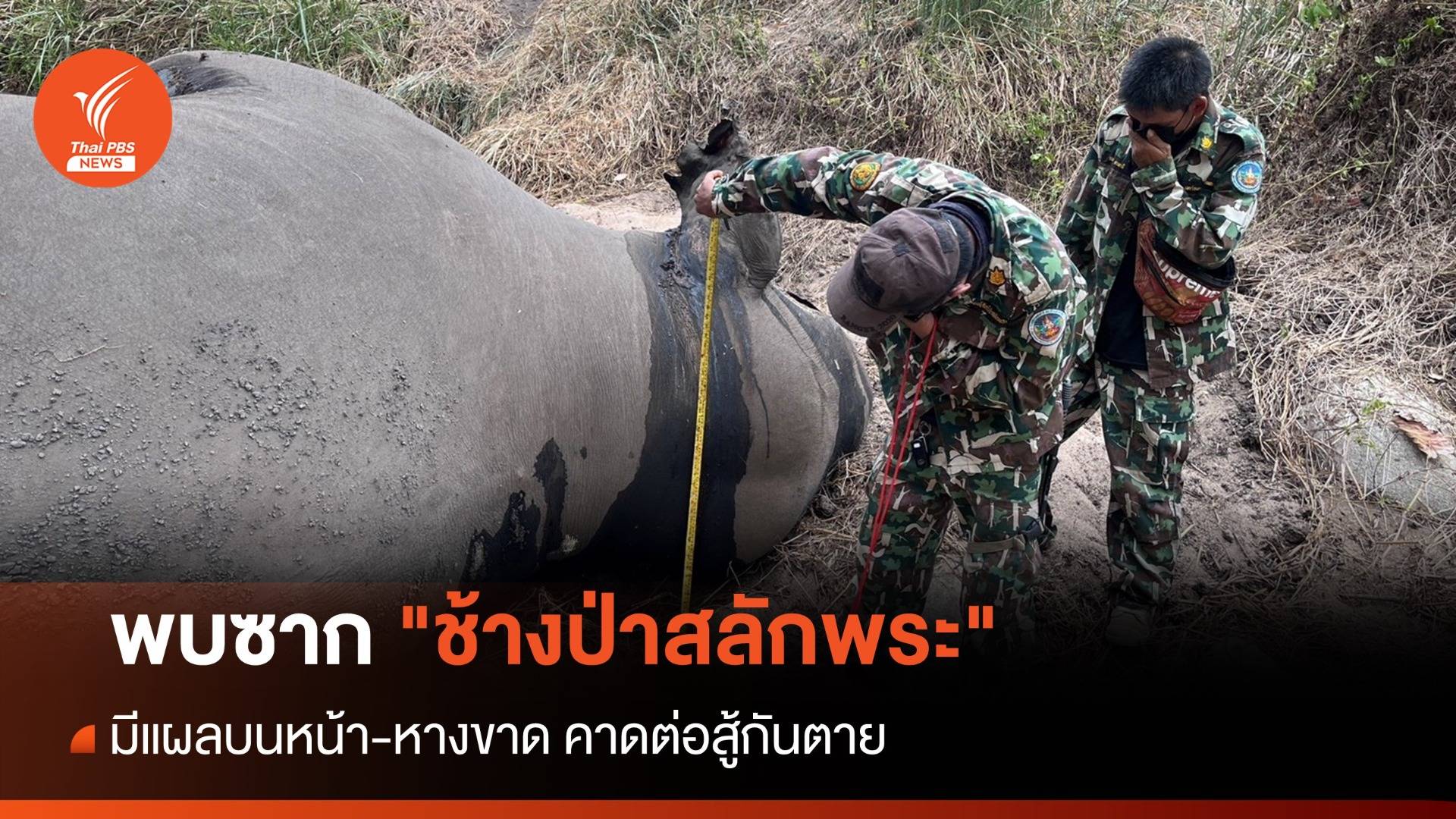พบซาก "ช้างป่าสลักพระ" มีแผลบนหน้า-หางขาด คาดต่อสู้กันตาย