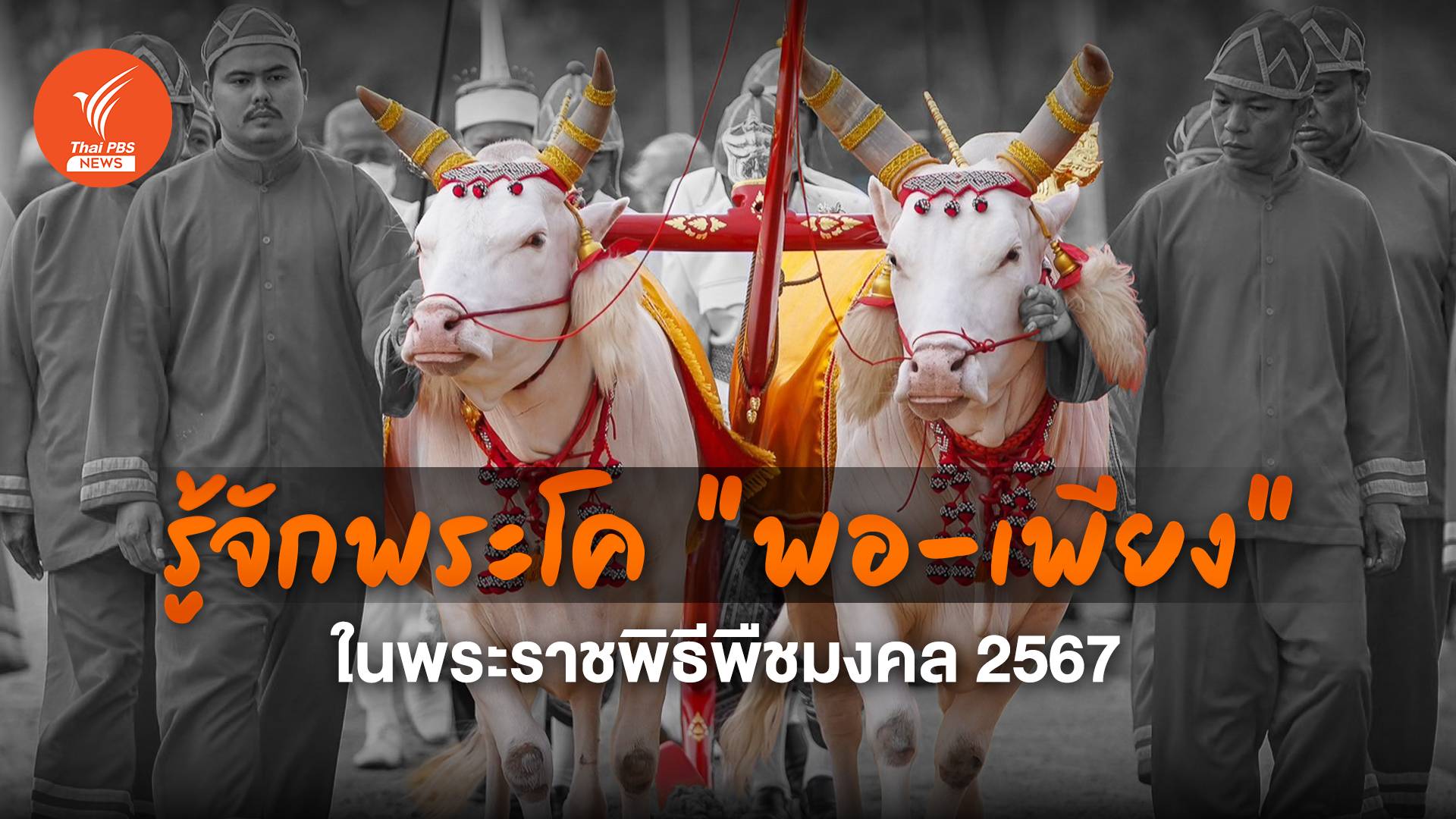 รู้จักพระโค "พอ-เพียง" พระโคแรกนาขวัญ ปี 2567