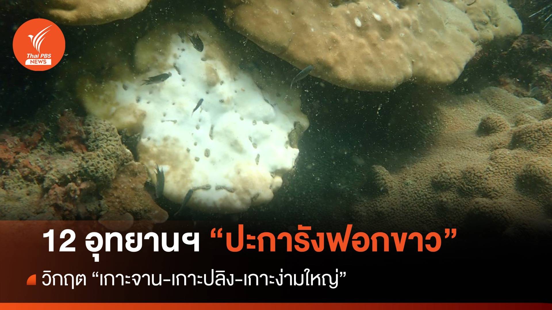 12 อุทยานฯ ปะการังฟอกขาว วิกฤตเกาะจาน-เกาะปลิง-เกาะง่ามใหญ่