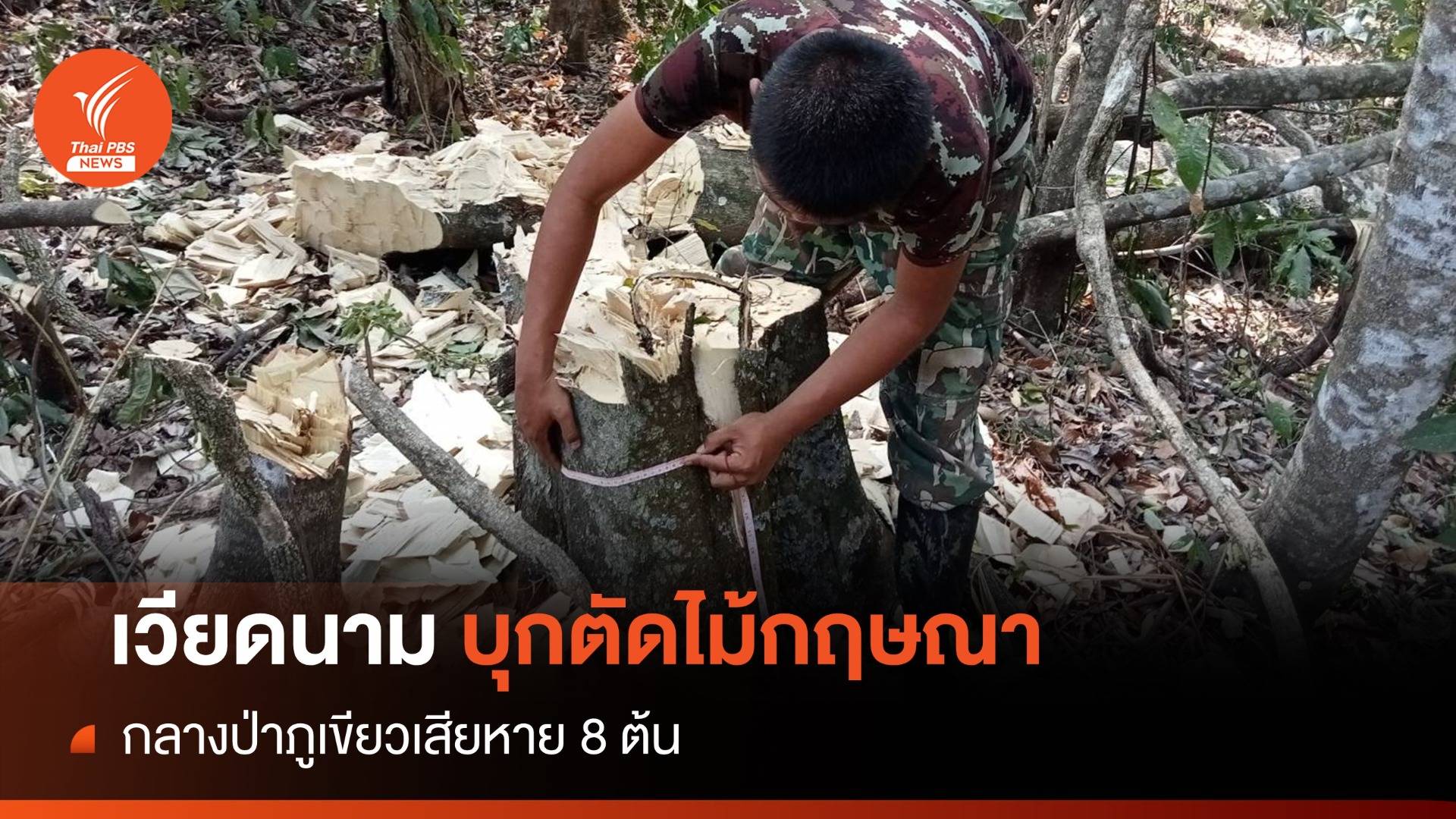 เย้ยกม.จับเวียดนามลอบตัด "ไม้หอมกฤษณา" คาป่าภูเขียว