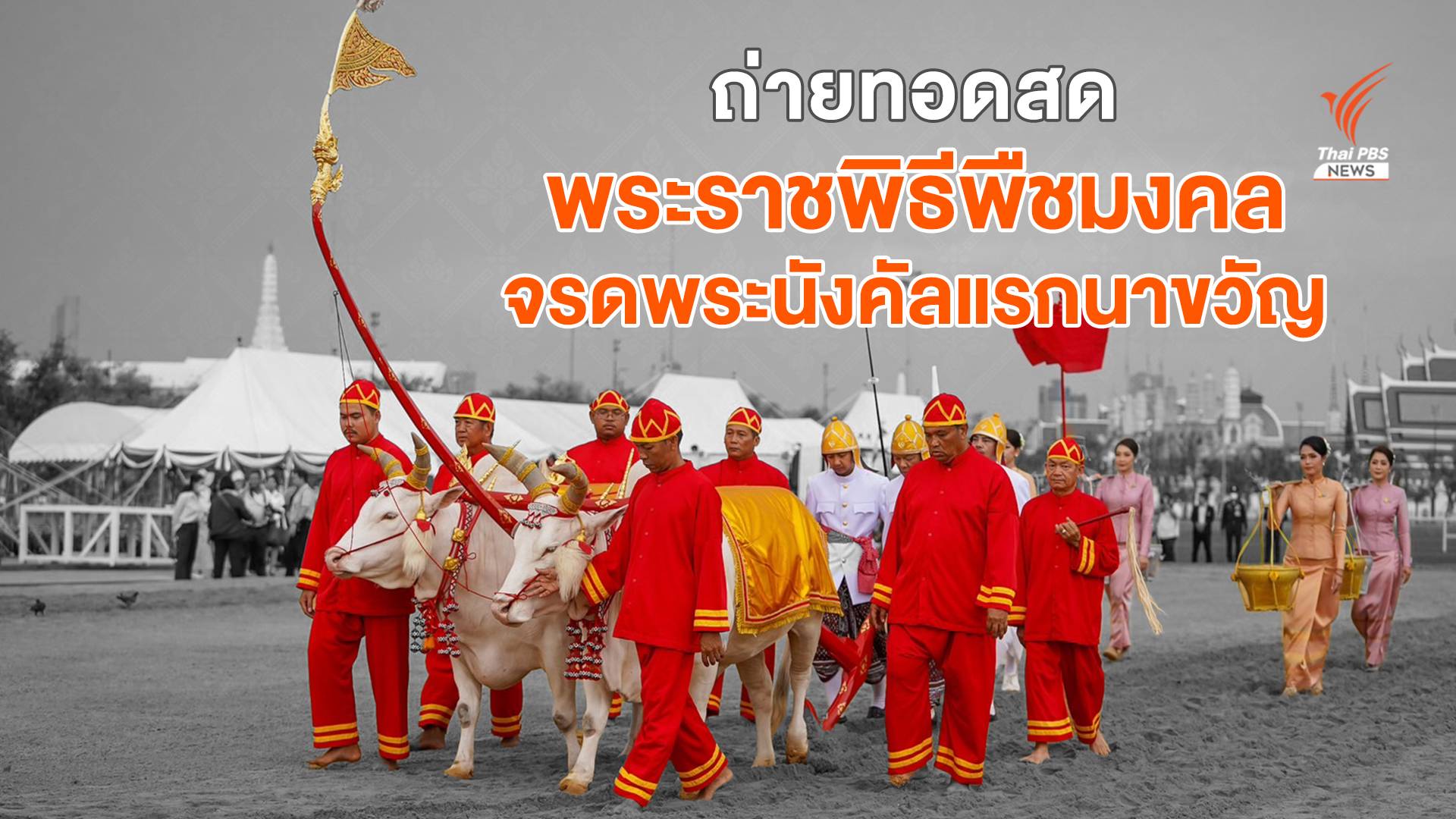 ถ่ายทอดสด พระราชพิธีจรดพระนังคัลแรกนาขวัญ วันพืชมงคล 2567