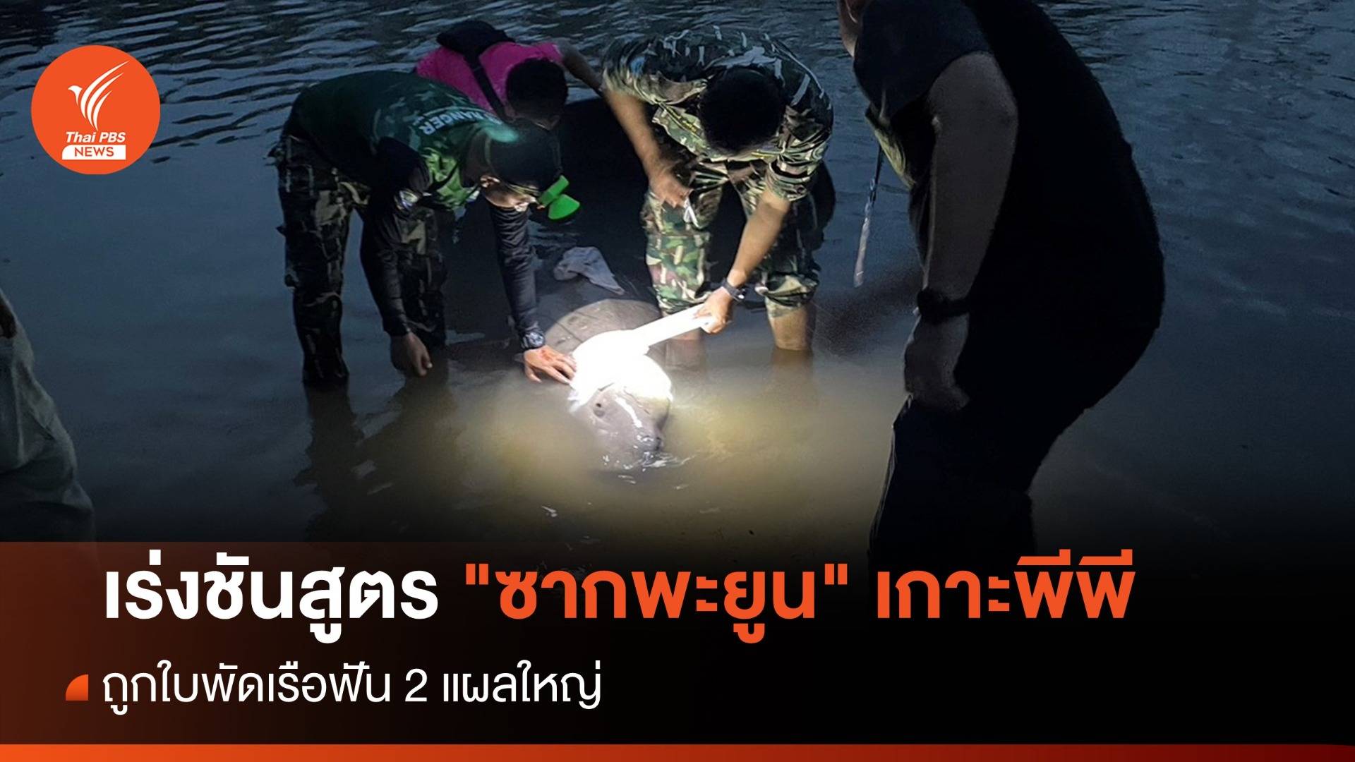 เร่งชันสูตร "ซากพะยูน" เกาะพีพี ถูกใบพัดเรือฟัน 2 แผลใหญ่