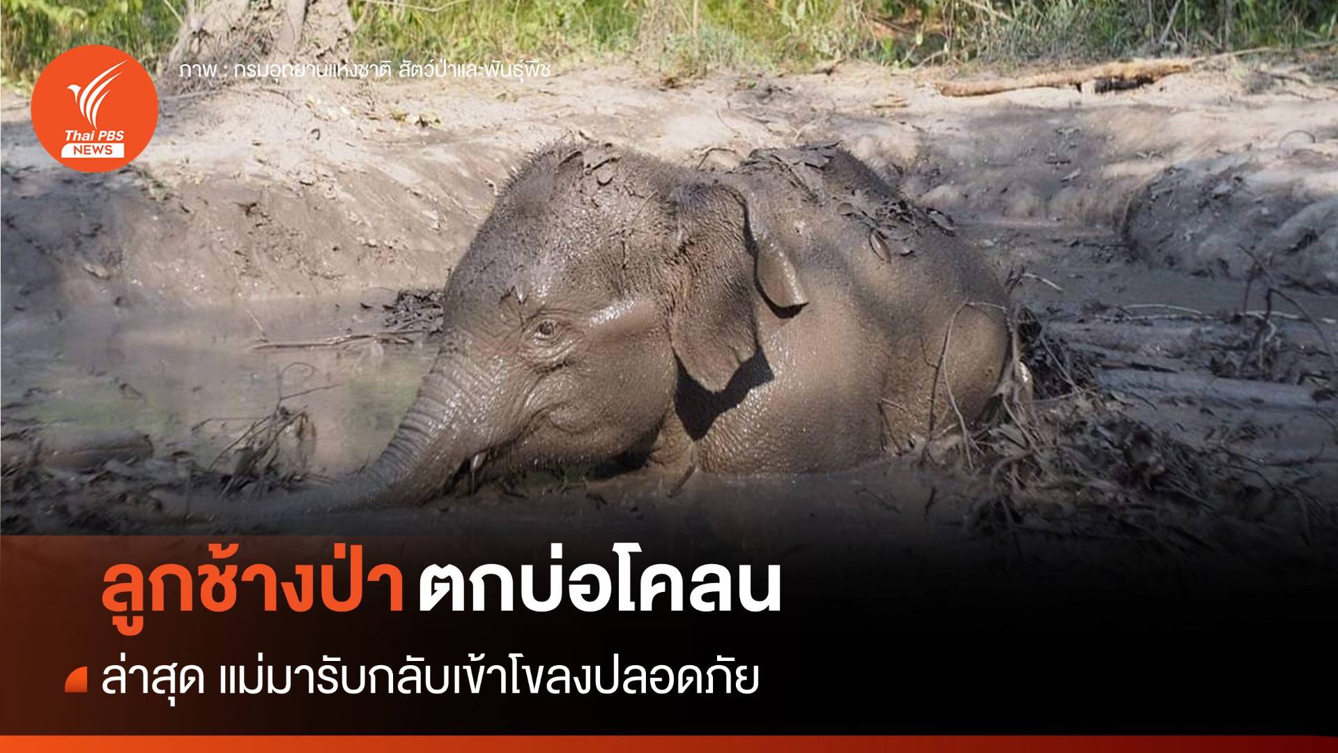 แม่มารับแล้ว! "ลูกช้างป่า" ตกบ่อโคลน กลับเข้าโขลงปลอดภัย