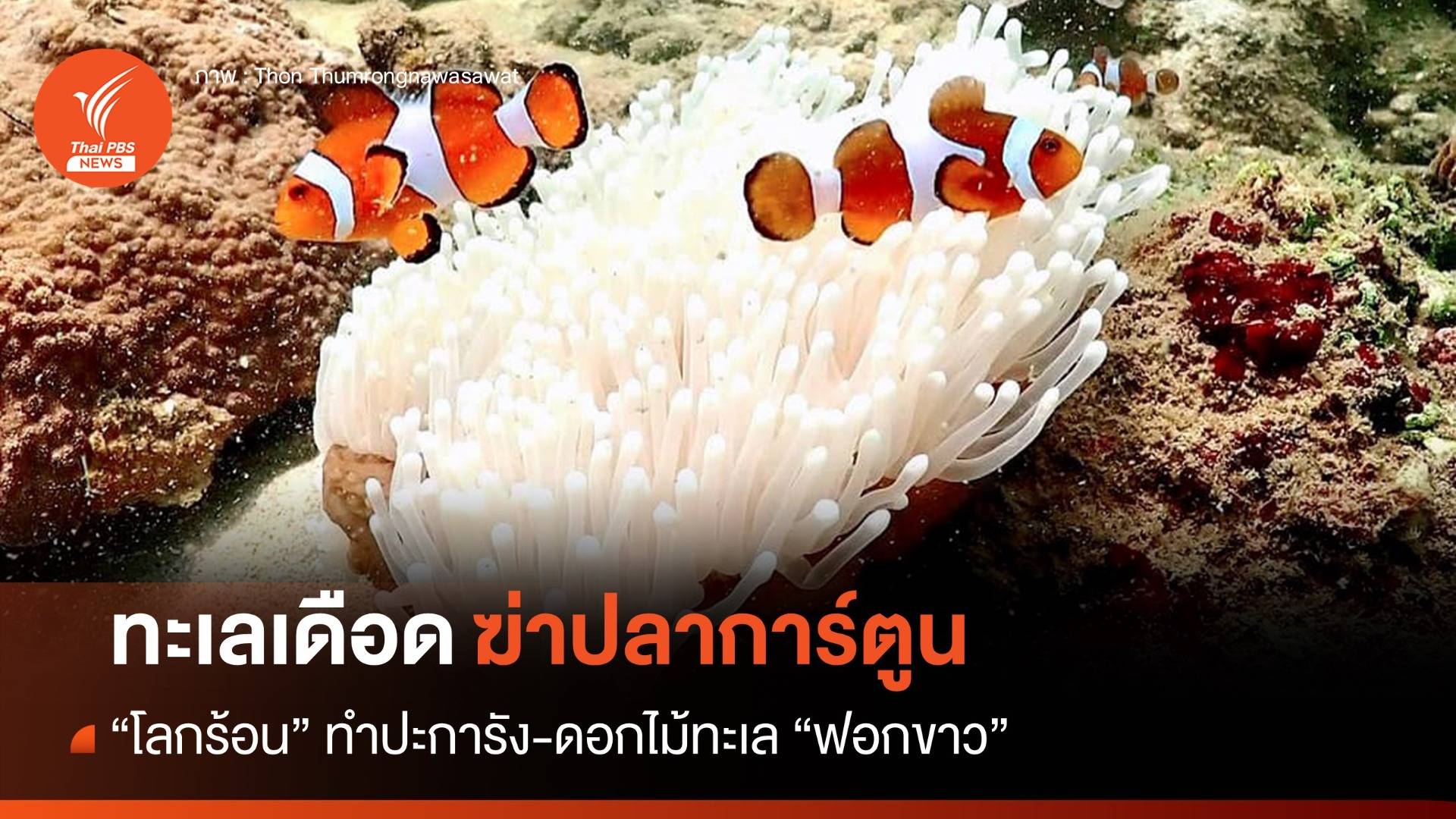 ดอกไม้ทะเลฟอกขาว! โลกร้อนทำทะเลเดือดเสี่ยงฆ่า "ปลาการ์ตูน"