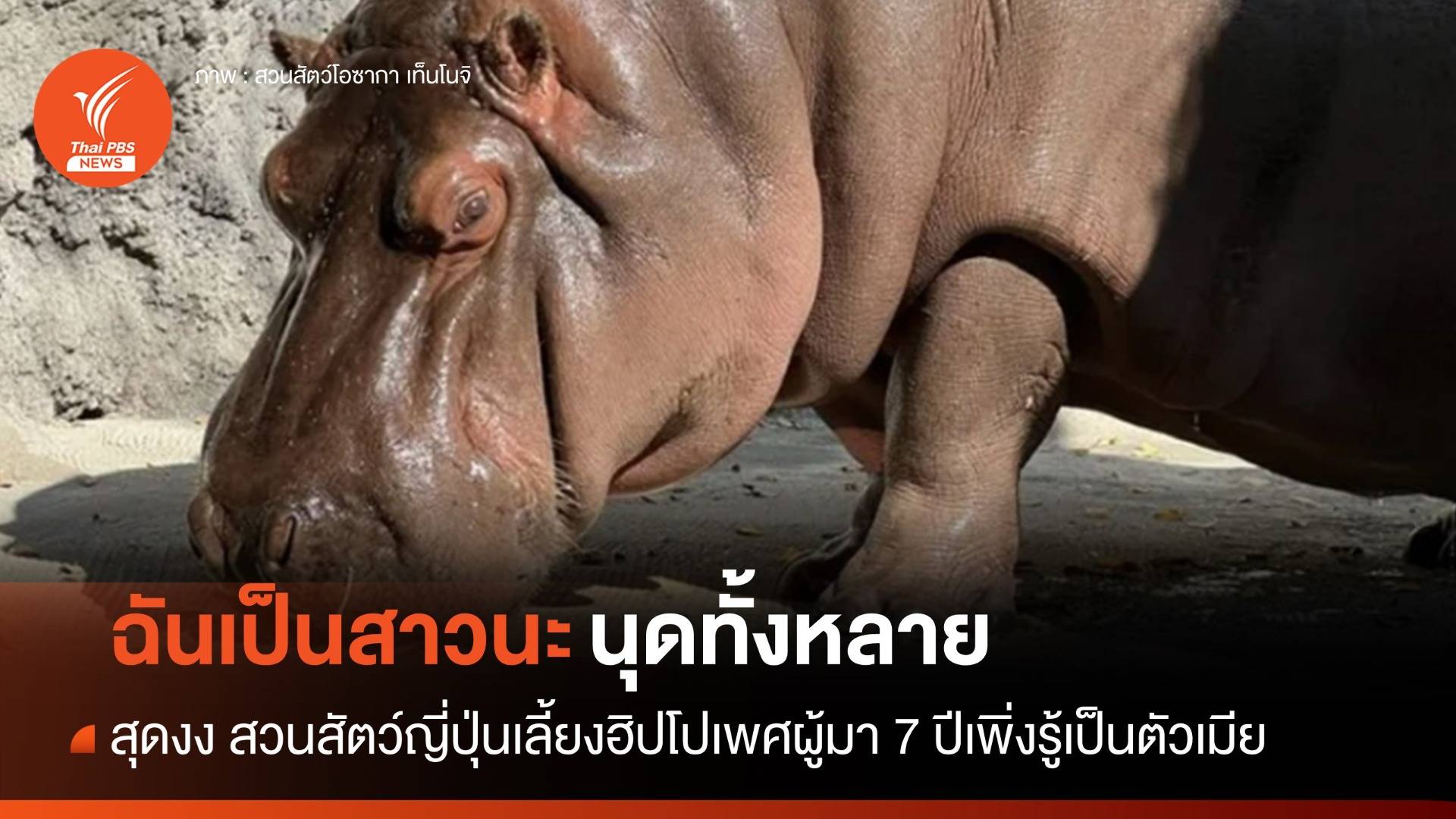 7 ปีเพิ่งรู้ "หนูเป็นหญิง" ฮิปโปหนุ่มในโอซากาที่แท้เป็นสาวตั้งแต่เกิด