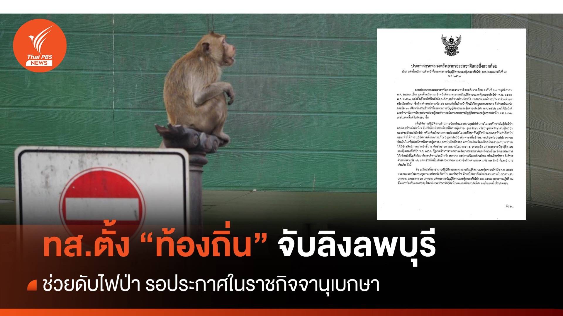 ทส.ไฟเขียวตั้ง "ท้องถิ่น" จับลิงลพบุรี-ช่วยดับไฟป่า