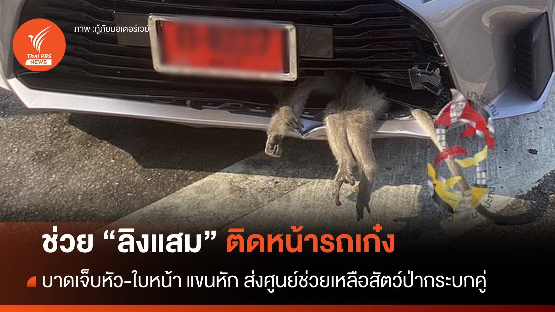 ช่วย "เจ้าจ๋อ" ติดกระจังหน้ารถเก๋ง ส่งรักษาที่กระบกคู่