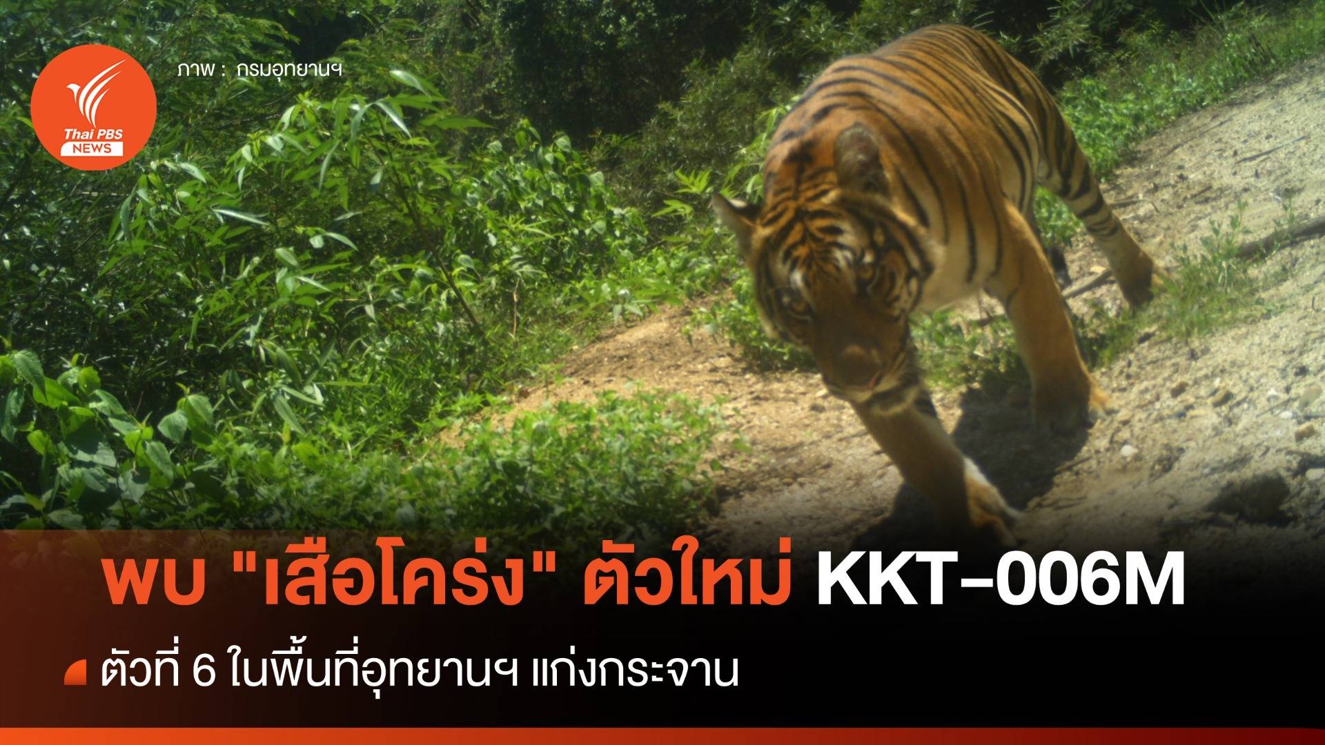 อุทยานฯ แก่งกระจาน พบ "เสือโคร่ง" ตัวใหม่ KKT-006M