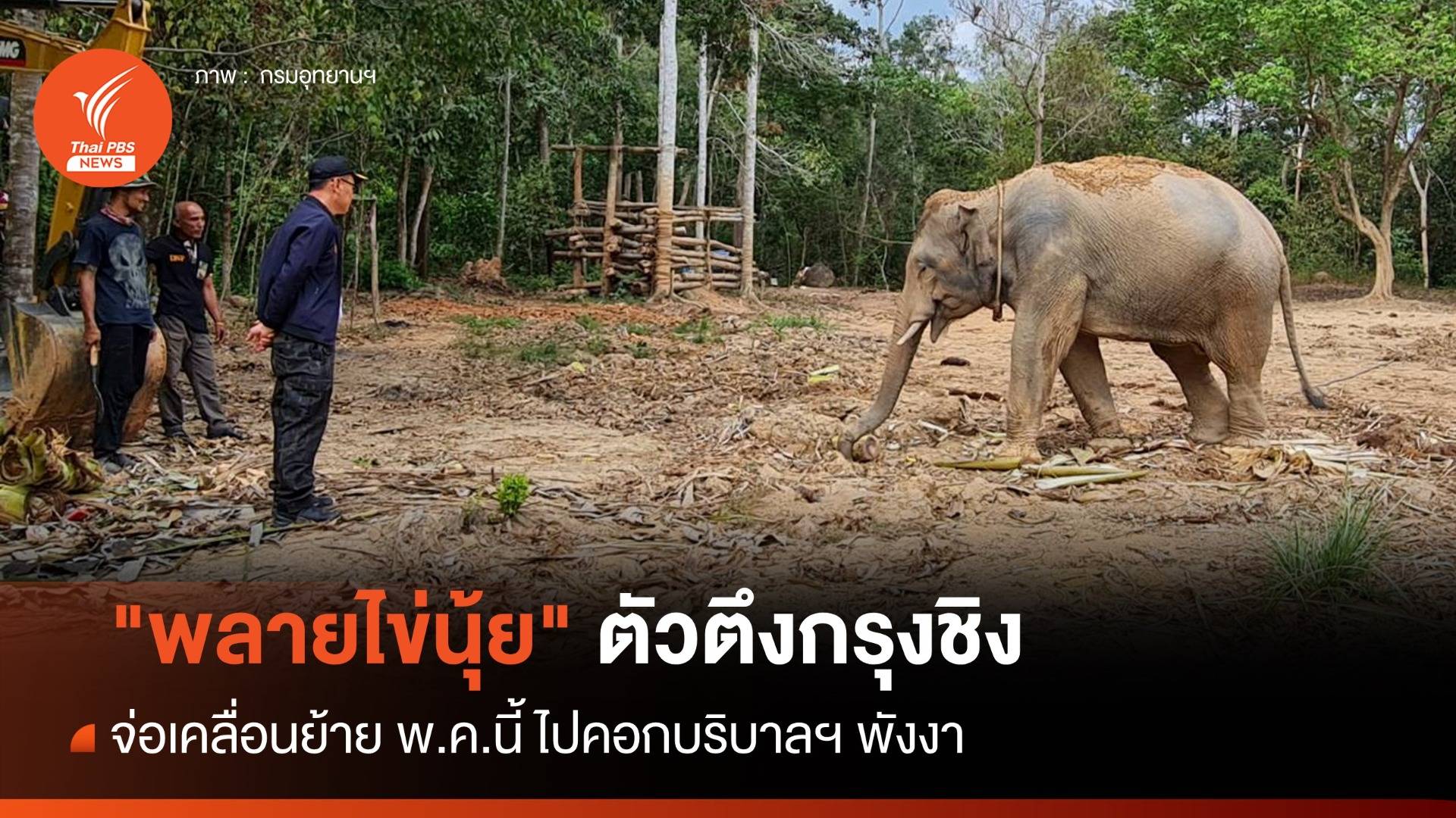 ตรวจสุขภาพ "พลายไข่นุ้ย" ตัวตึงกรุงชิง จ่อเคลื่อนย้าย พ.ค.นี้