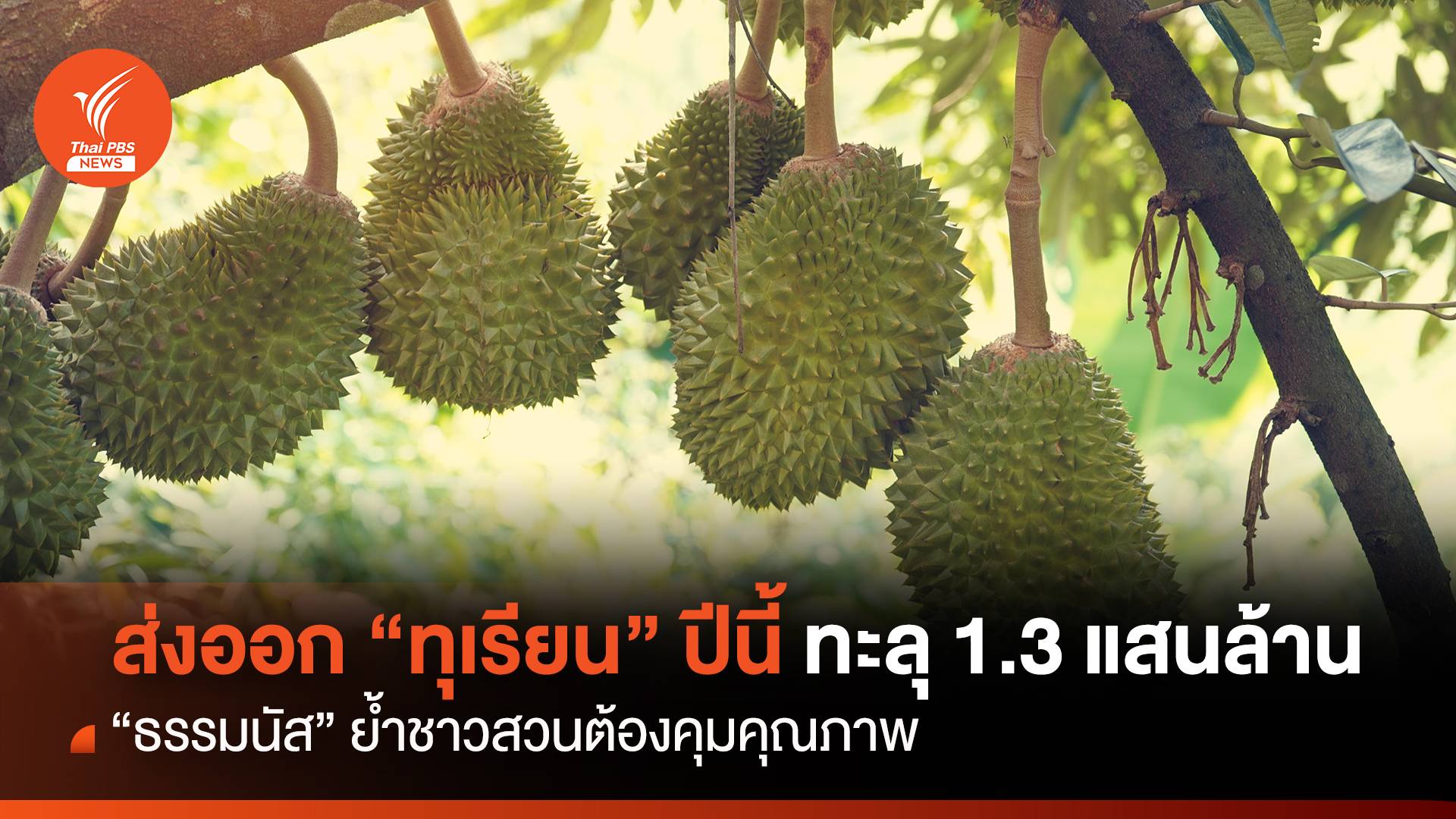 ส่งออก "ทุเรียน" ปีนี้ ทะลุ 1.3 แสนล้าน ธรรมนัส ย้ำชาวสวนต้องคุมคุณภาพ