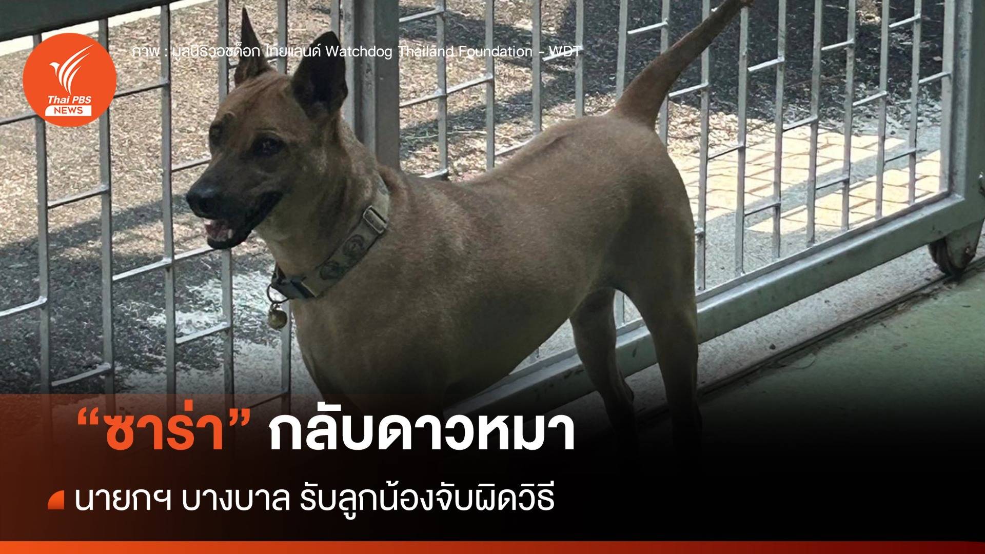 "ซาร่า" กลับดาวหมา นายกฯ บางบาล รับลูกน้องจับผิดวิธี