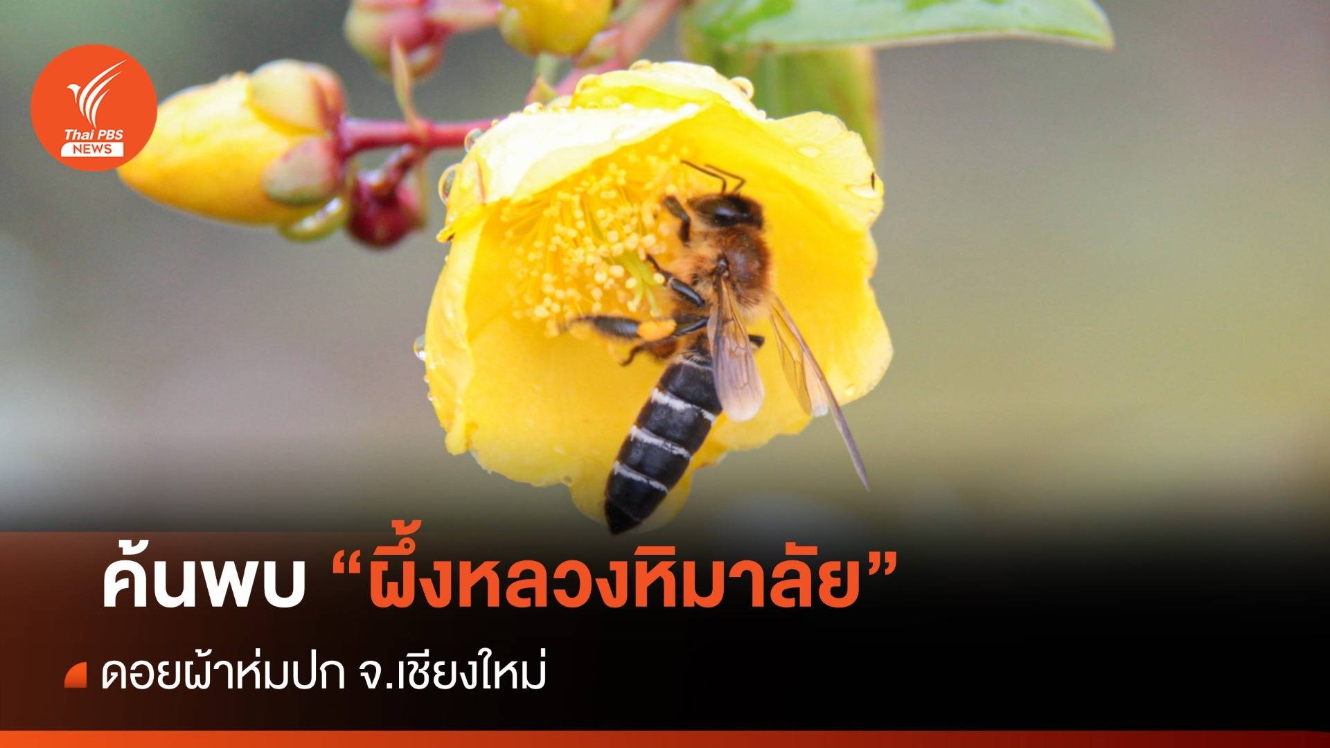 ครั้งแรกในไทย ค้นพบ “ผึ้งหลวงหิมาลัย” บนดอยผ้าห่มปก