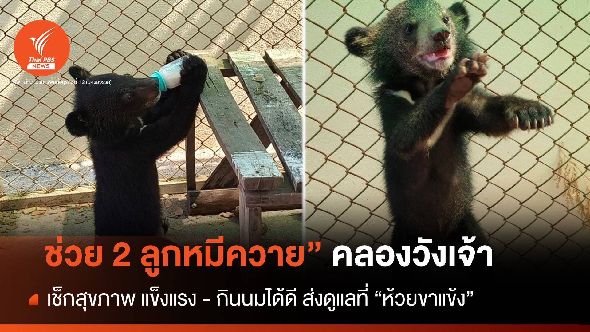 ช่วย "2 ลูกหมีควาย" คลองวังเจ้า ส่งดูแลที่ "ห้วยขาแข้ง"