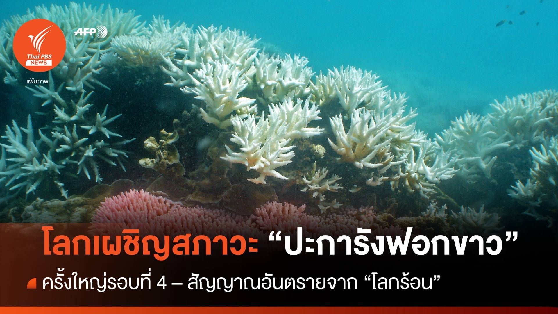 NOAA  ประกาศโลกเผชิญภาวะ "ปะการังฟอกขาวครั้งใหญ่" รอบที่ 4