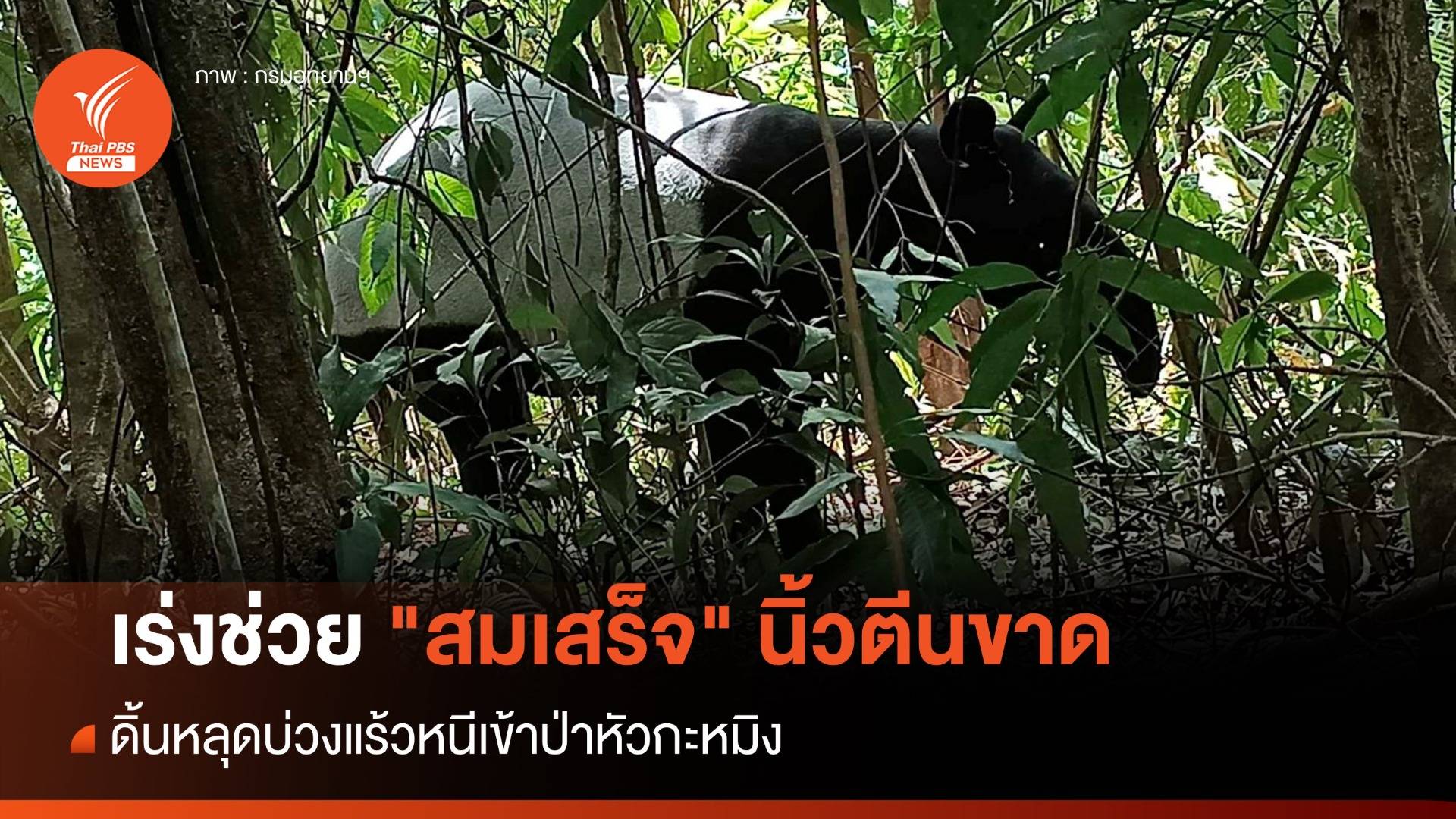 เร่งช่วย "สมเสร็จ" นิ้วตีนขาด ดิ้นหลุดบ่วงแร้วหนีเข้าป่า