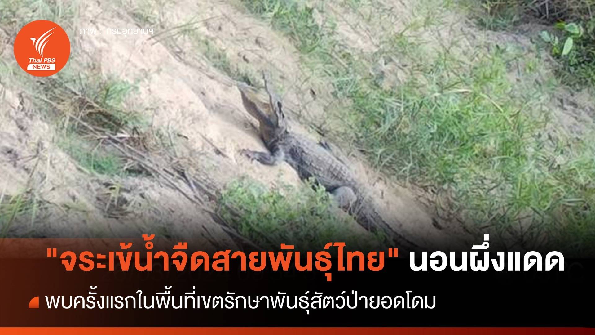 ครั้งแรก พบ "จระเข้น้ำจืดสายพันธุ์ไทย" นอนผึ่งแดด ขสป.ยอดโดม