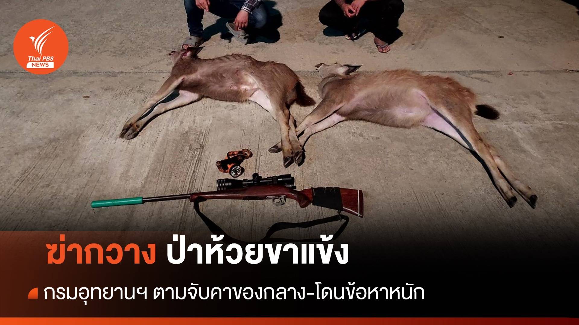 รวบตัวพรานป่า "ล่ากวาง" 2 ตัวกลางป่าห้วยขาแข้ง