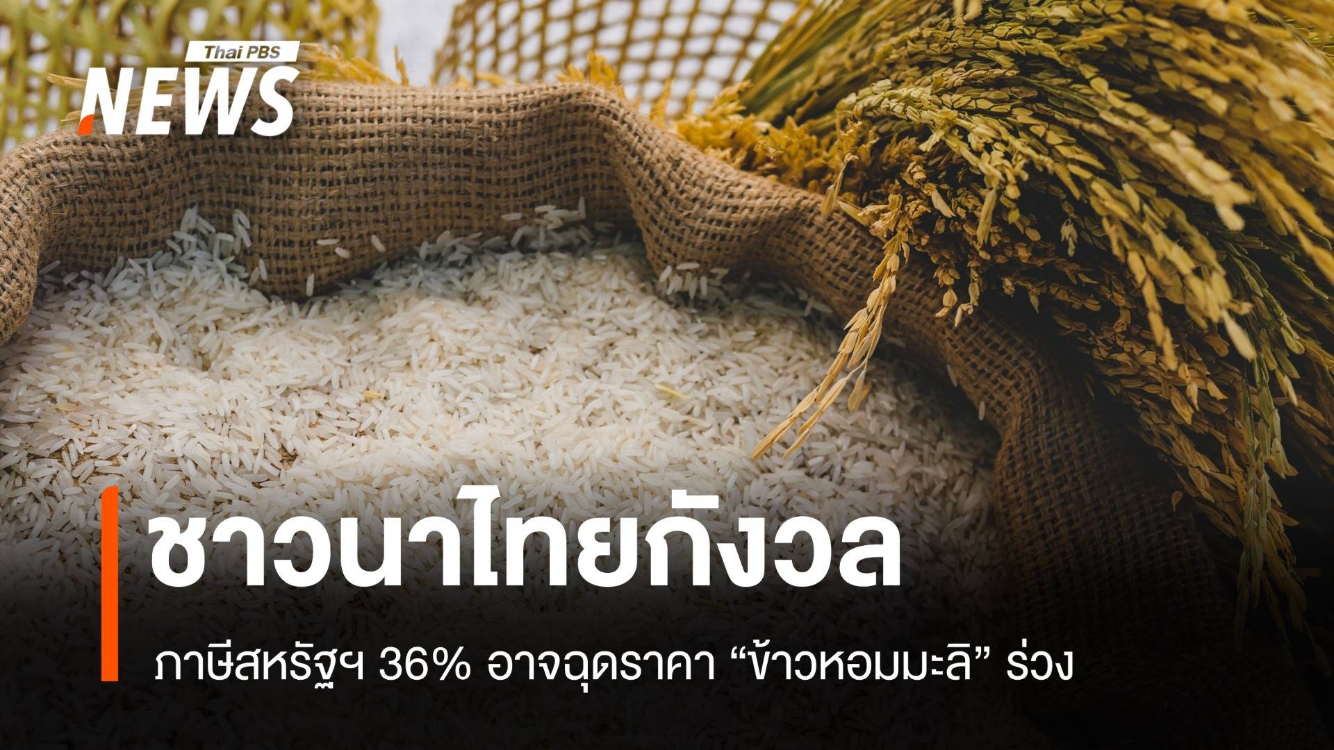 ชาวนาไทยกังวล ภาษีสหรัฐฯ 36% ฉุดราคา "ข้าวหอมมะลิ" ร่วง