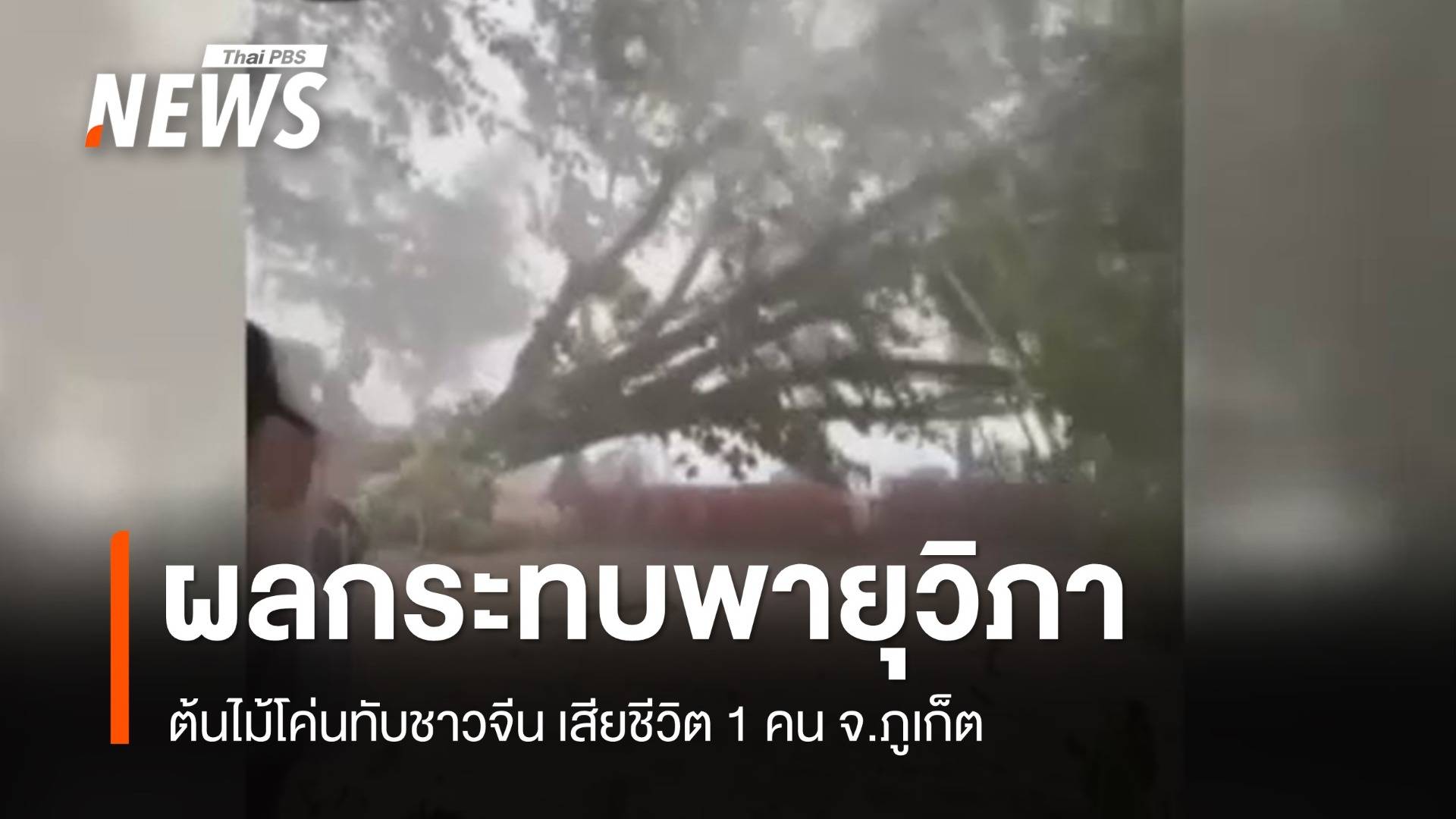 ผลกระทบพายุวิภา ต้นไม้โค่นทับชาวจีน เสียชีวิต 1 คน จ.ภูเก็ต