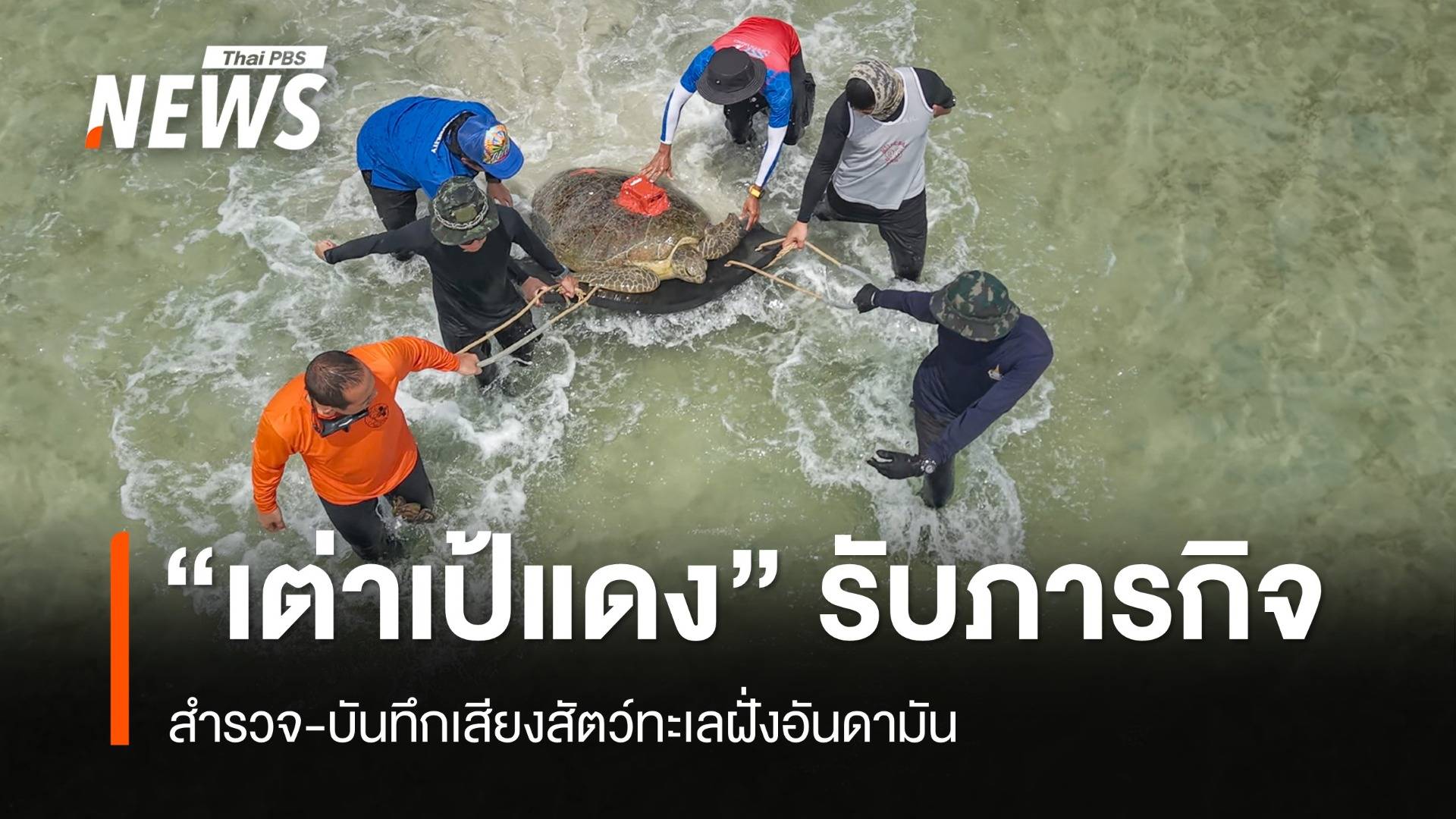 ปล่อย "คุณย่าเป้แดง" เต่าสำรวจ-บันทึกเสียงสัตว์ทะเลฝั่งอันดามัน