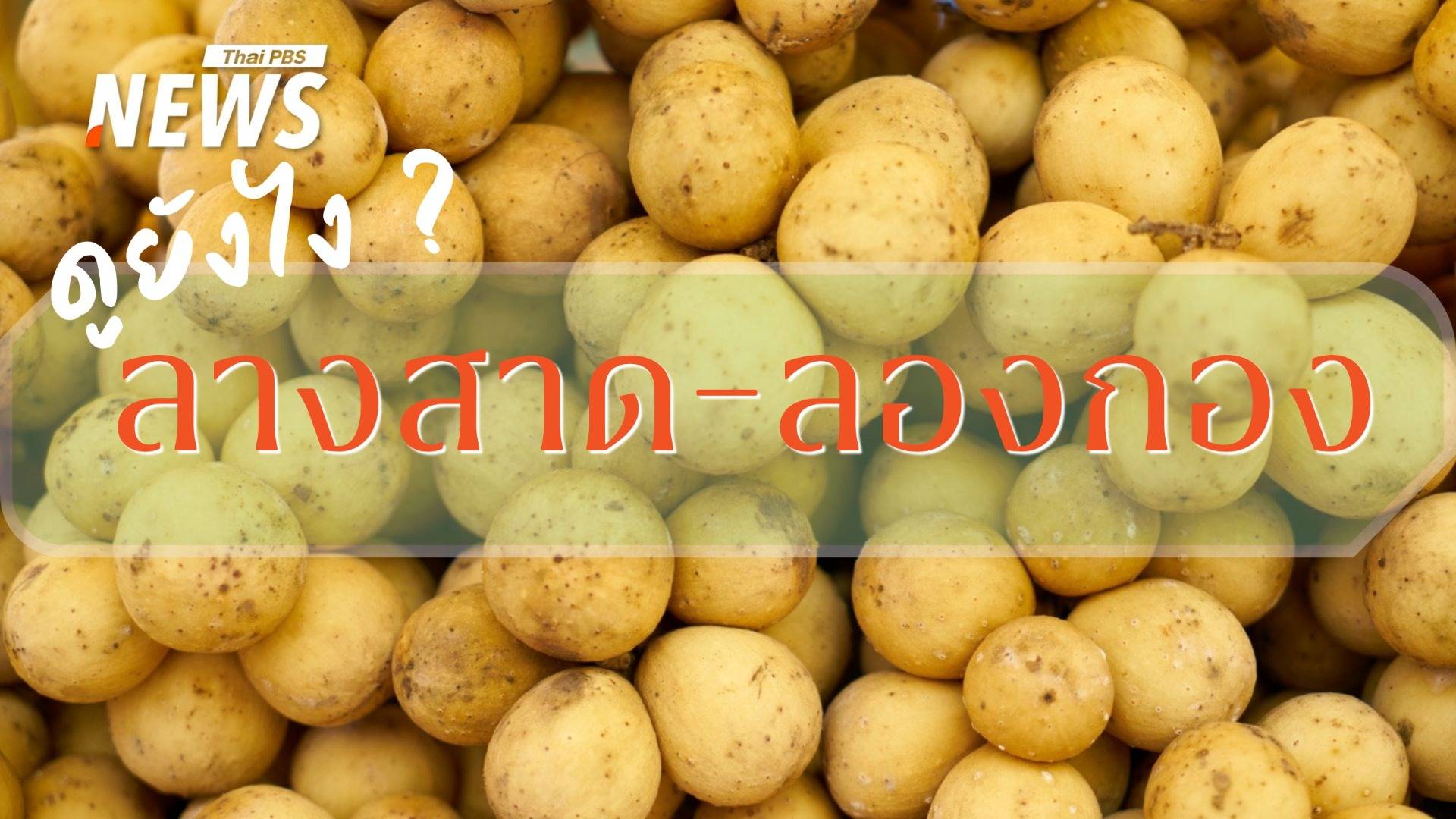 ลองกอง-ลางสาด คู่แฝดผลไม้ไทย จิ๋วแต่แจ๋ว-สารพัดสรรพคุณ