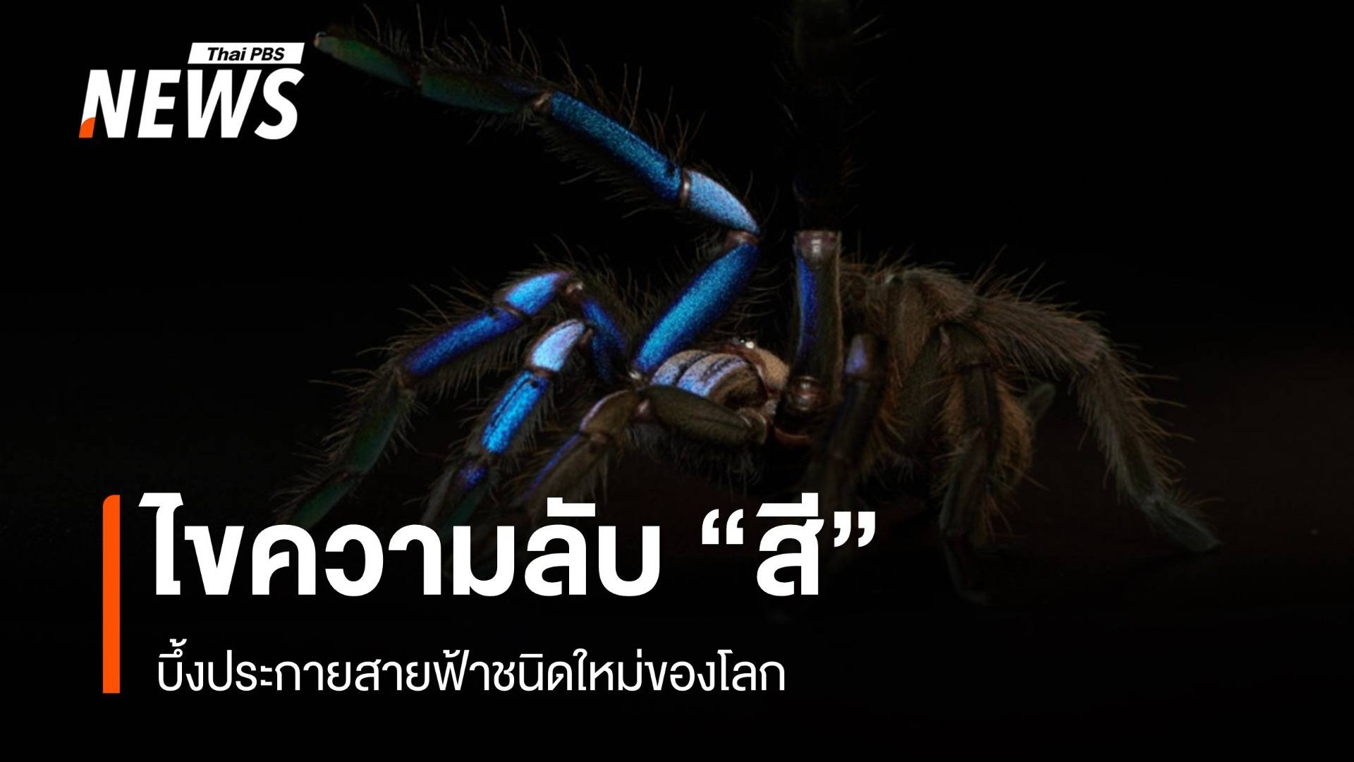 ไขความลับ “สี” บึ้งประกายสายฟ้าชนิดใหม่ของโลก 