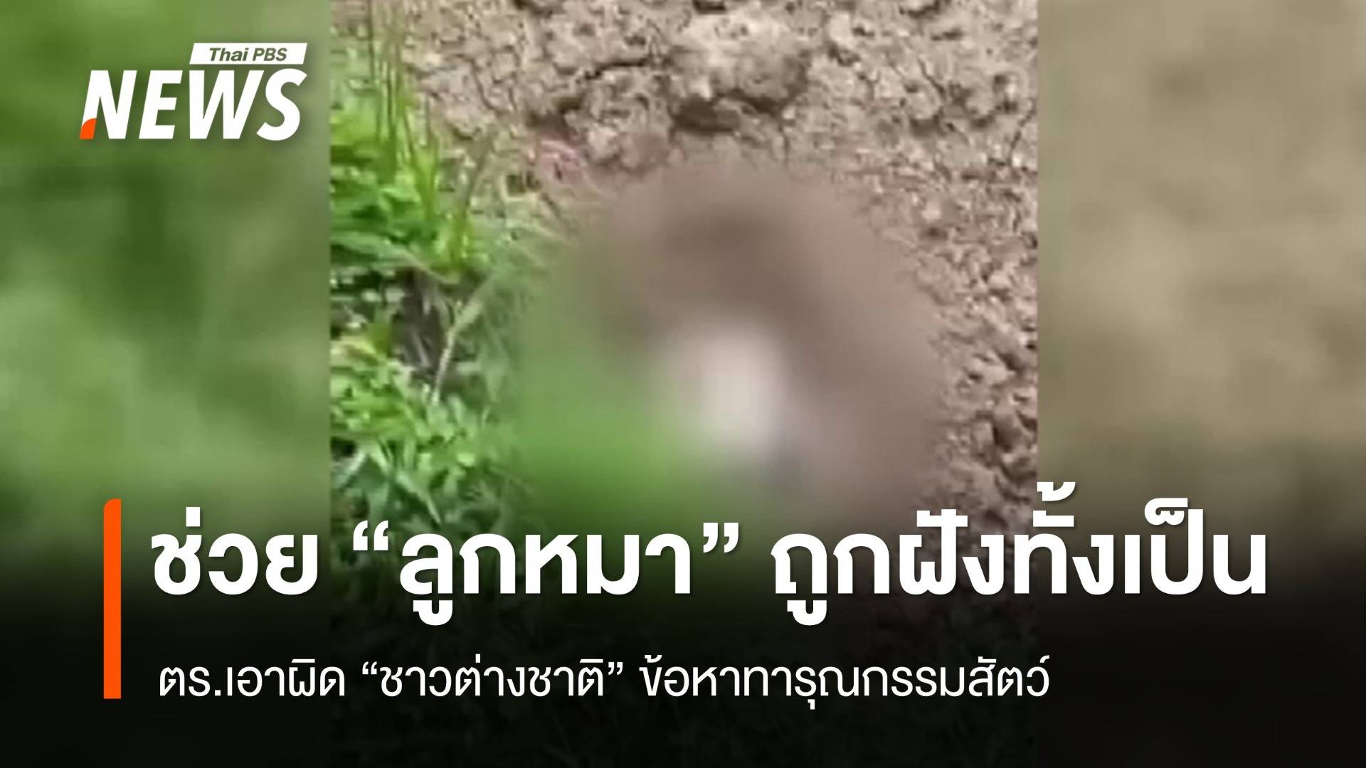 เอาผิดทารุณกรรมสัตว์ "ชาวต่างชาติ" ฝังลูกหมาทั้งเป็น จ.ภูเก็ต