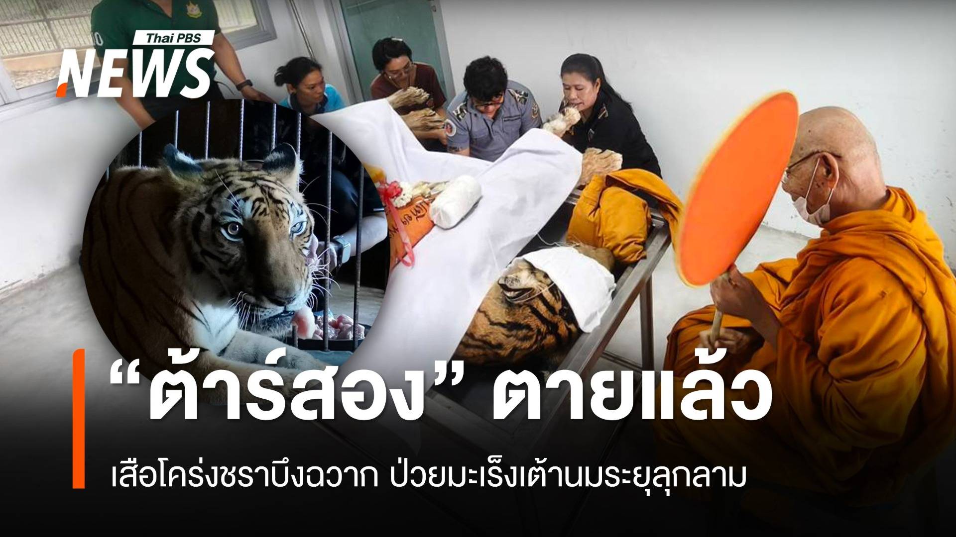 เสือโคร่งชราบึงฉวาก "ต้าร์สอง" ตายแล้ว หลังป่วยมะเร็งเต้านม