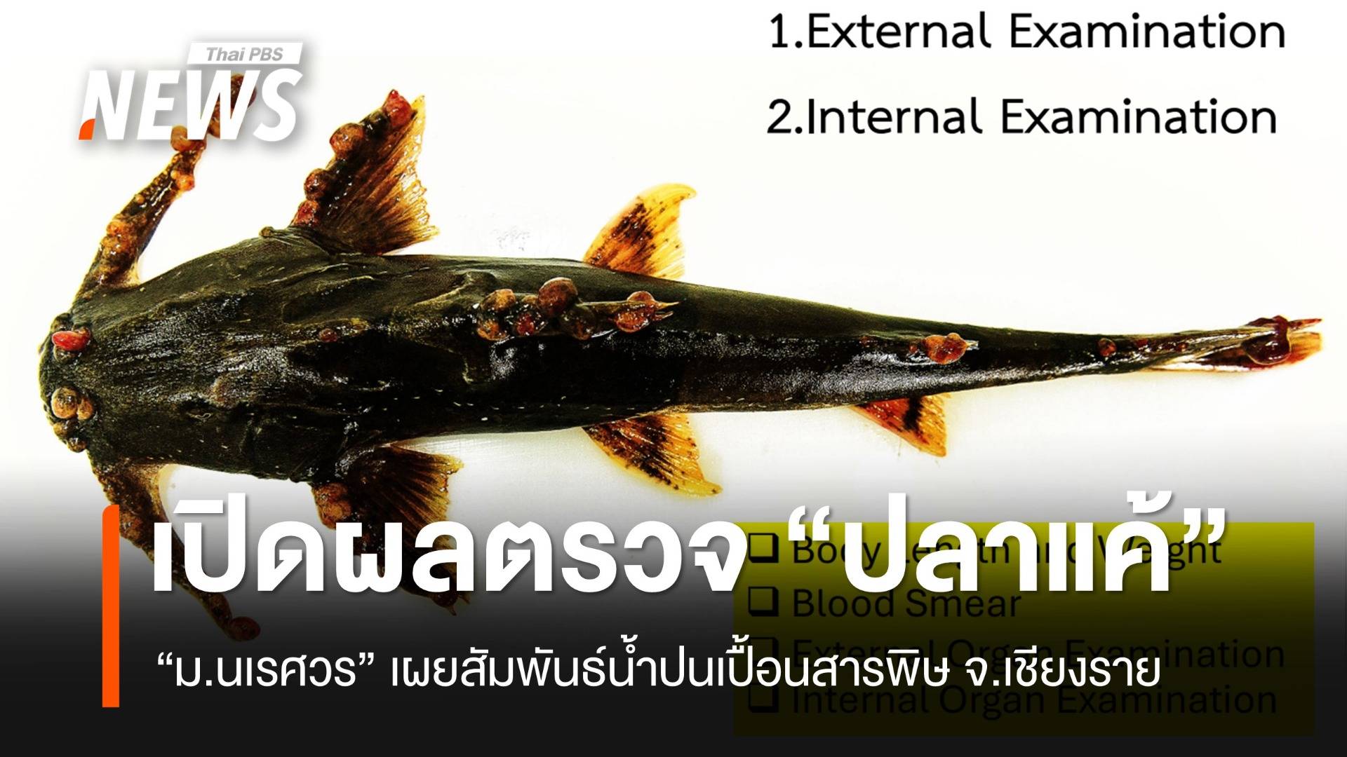 ม.นเรศวร เปิดผลตรวจ “ปลาแค้” สัมพันธ์น้ำปนเปื้อนสารพิษ จ.เชียงราย