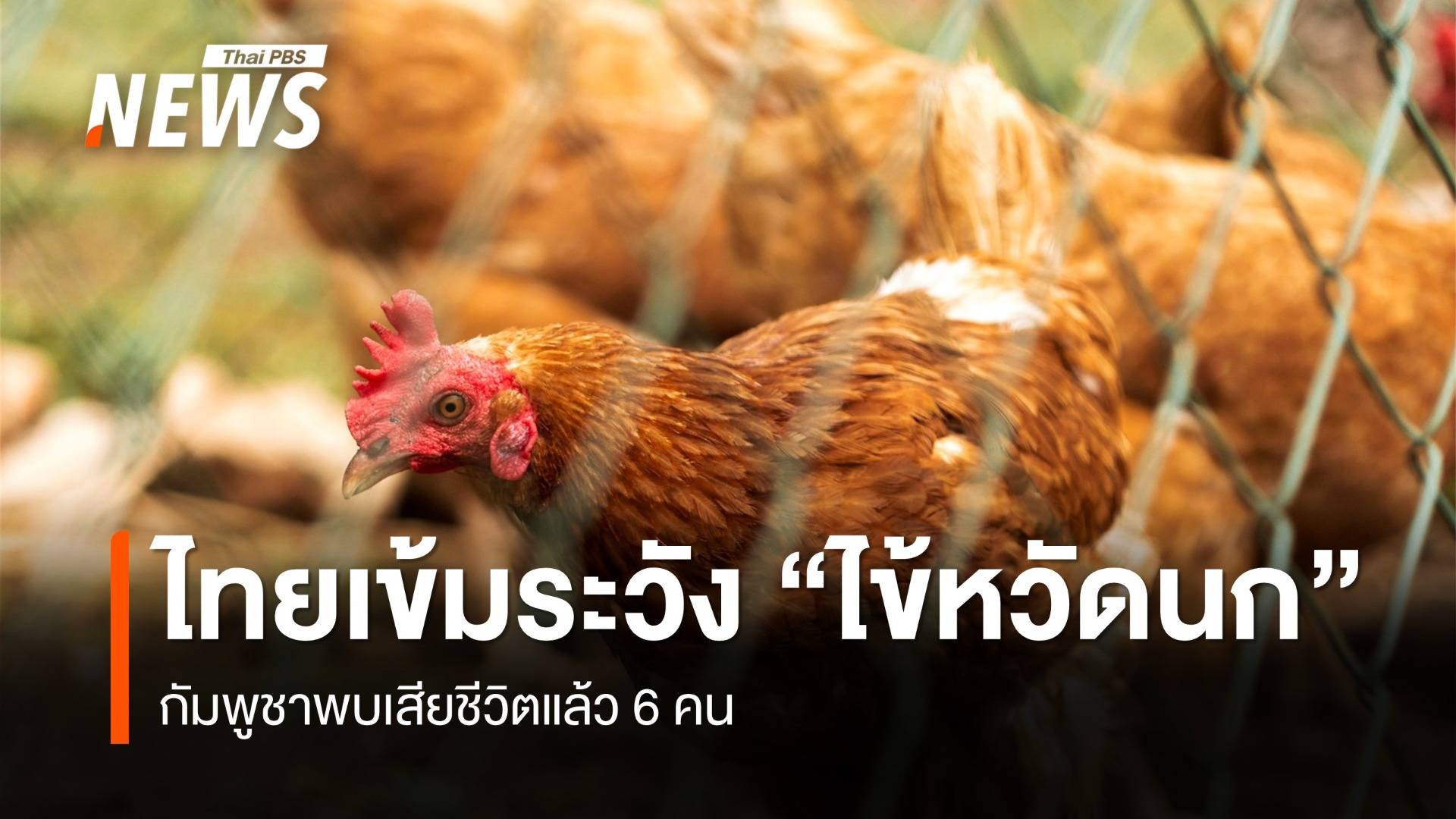 เฝ้าระวังเข้ม "ไข้หวัดนก" ระบาดในกัมพูชาเสียชีวิตแล้ว 6 คน