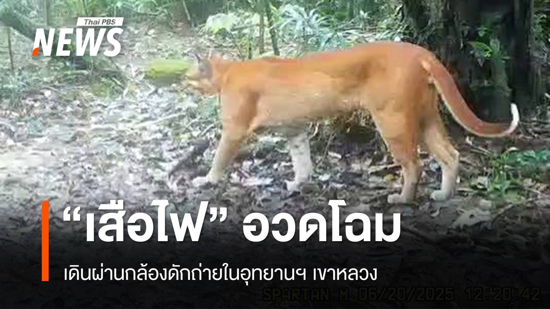 หาดูยาก กล้องดักถ่ายจับภาพ "เสือไฟ" ป่าเขาหลวง