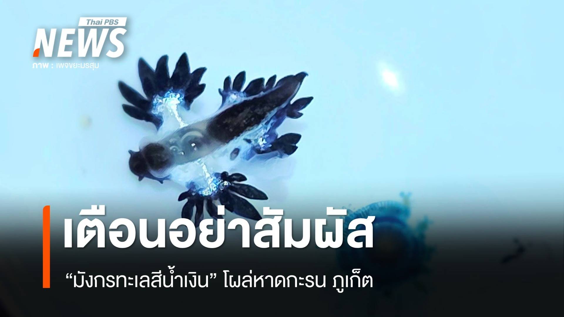 สวยซ่อนพิษ เตือนอย่าสัมผัส "มังกรทะเลสีน้ำเงิน" โผล่หาดกะรน