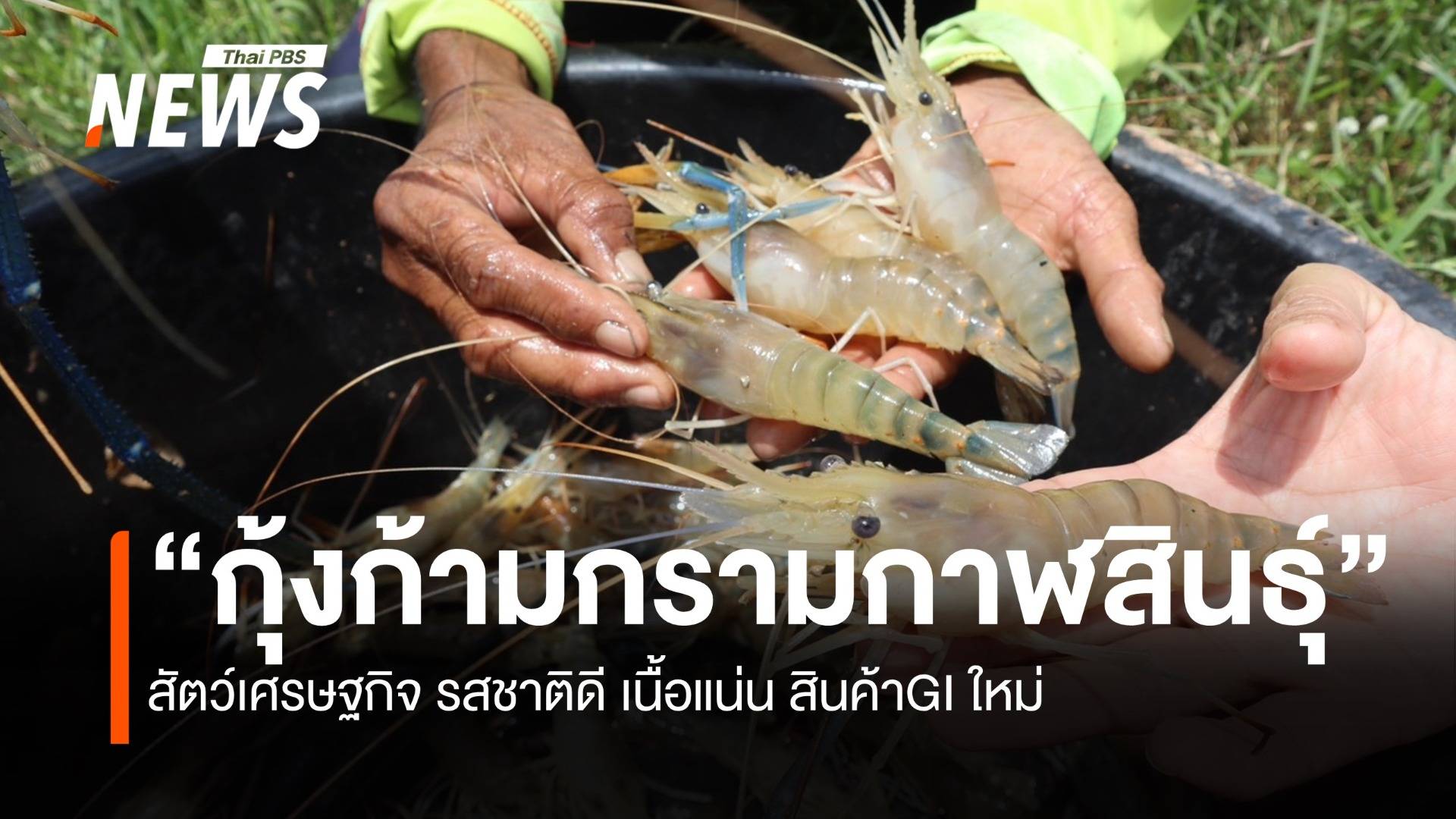 “กุ้งก้ามกรามกาฬสินธุ์” สัตว์น้ำเศรษฐกิจ รสชาติดี เนื้อแน่น สินค้าGI ใหม่