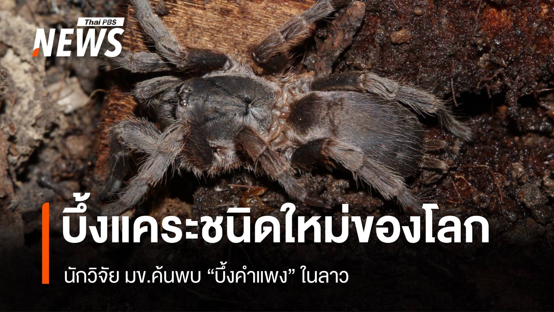 นักวิจัย มข.ค้นพบบึ้งแคระชนิดใหม่ของโลก “บึ้งคำแพง” ในลาว 