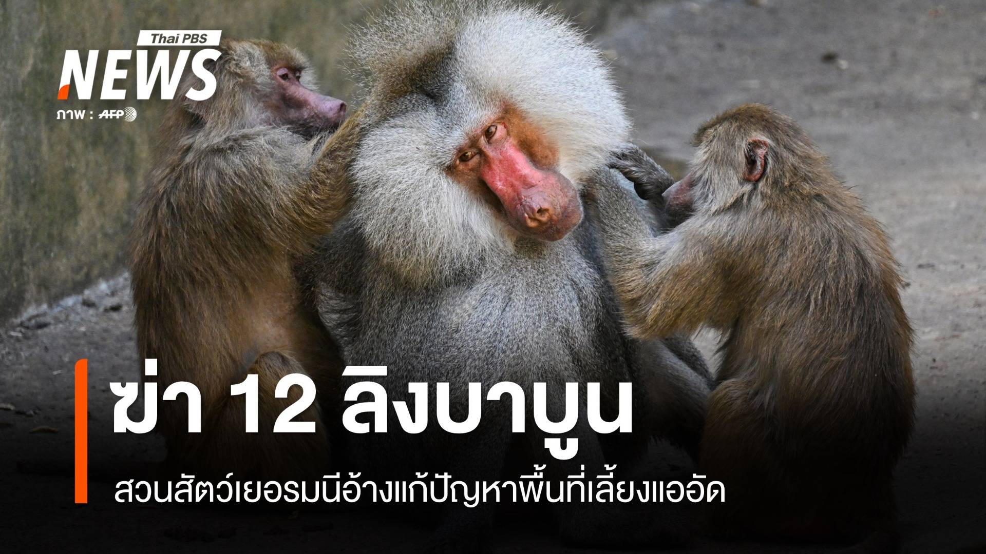 สวนสัตว์เยอรมนีฆ่าลิงบาบูน 12 ตัวอ้างแก้ปัญหาพื้นที่เลี้ยงแออัด